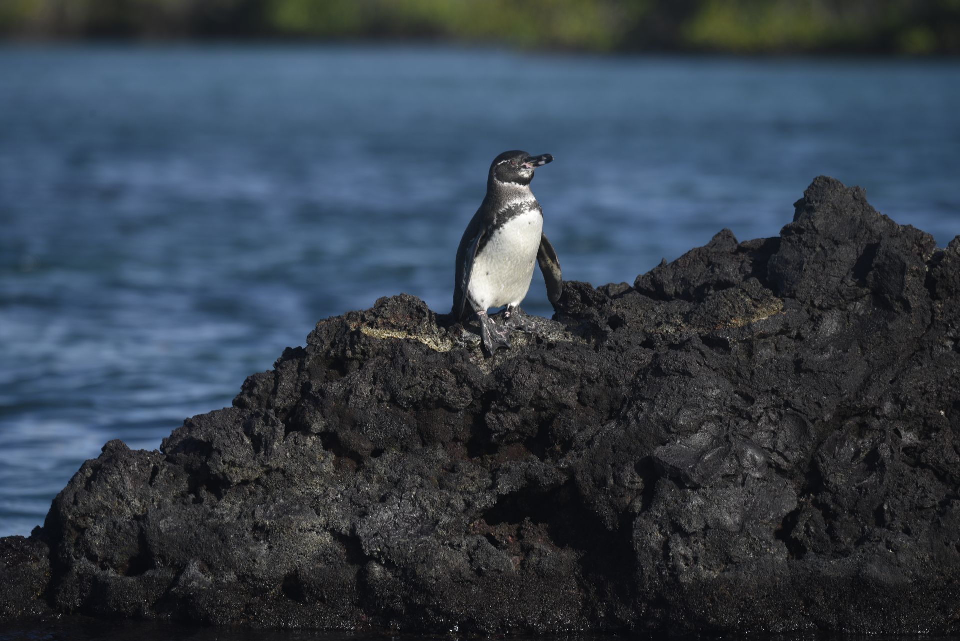 penguin