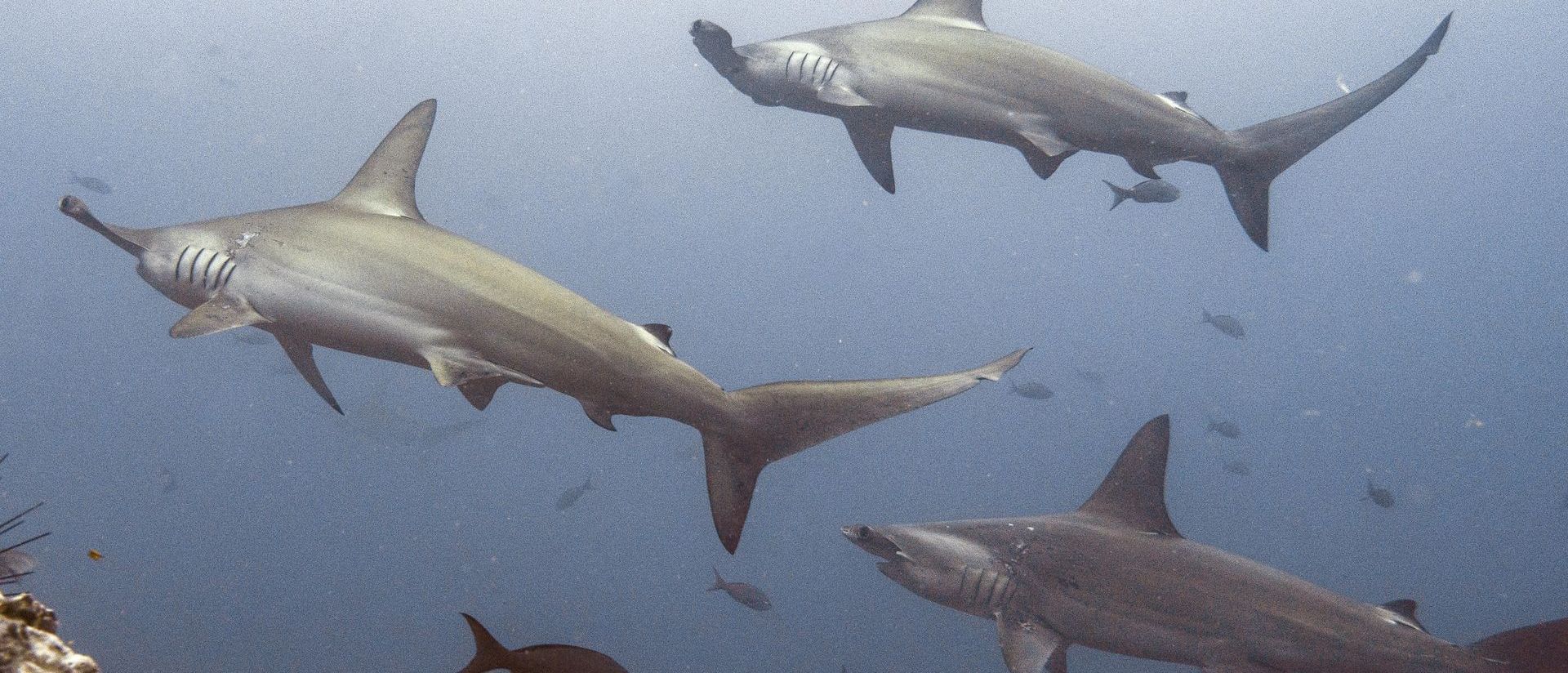 hammerhead sharks