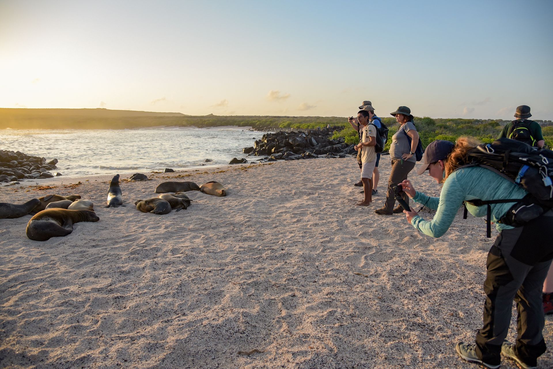 hike on the beath with sealions