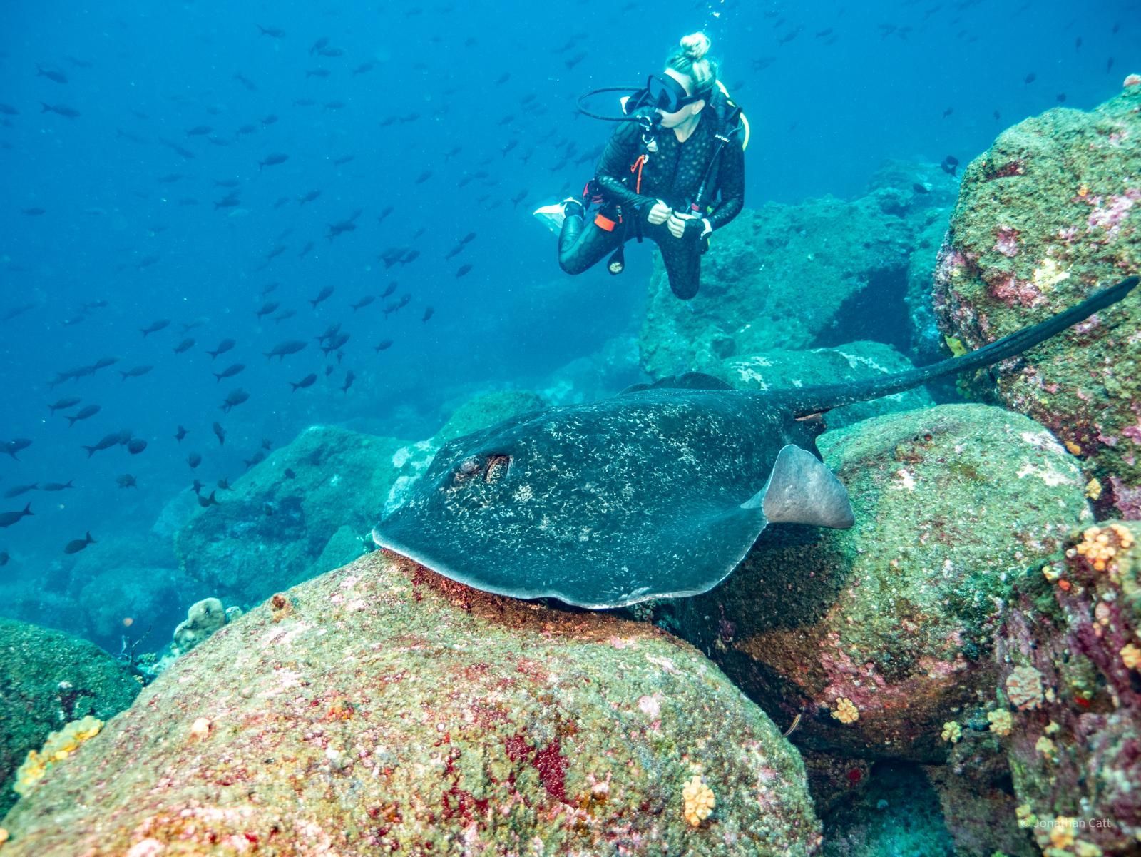 scuba diver with stingray