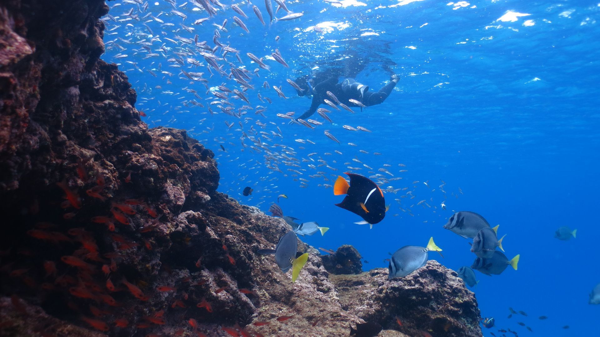 school of fish