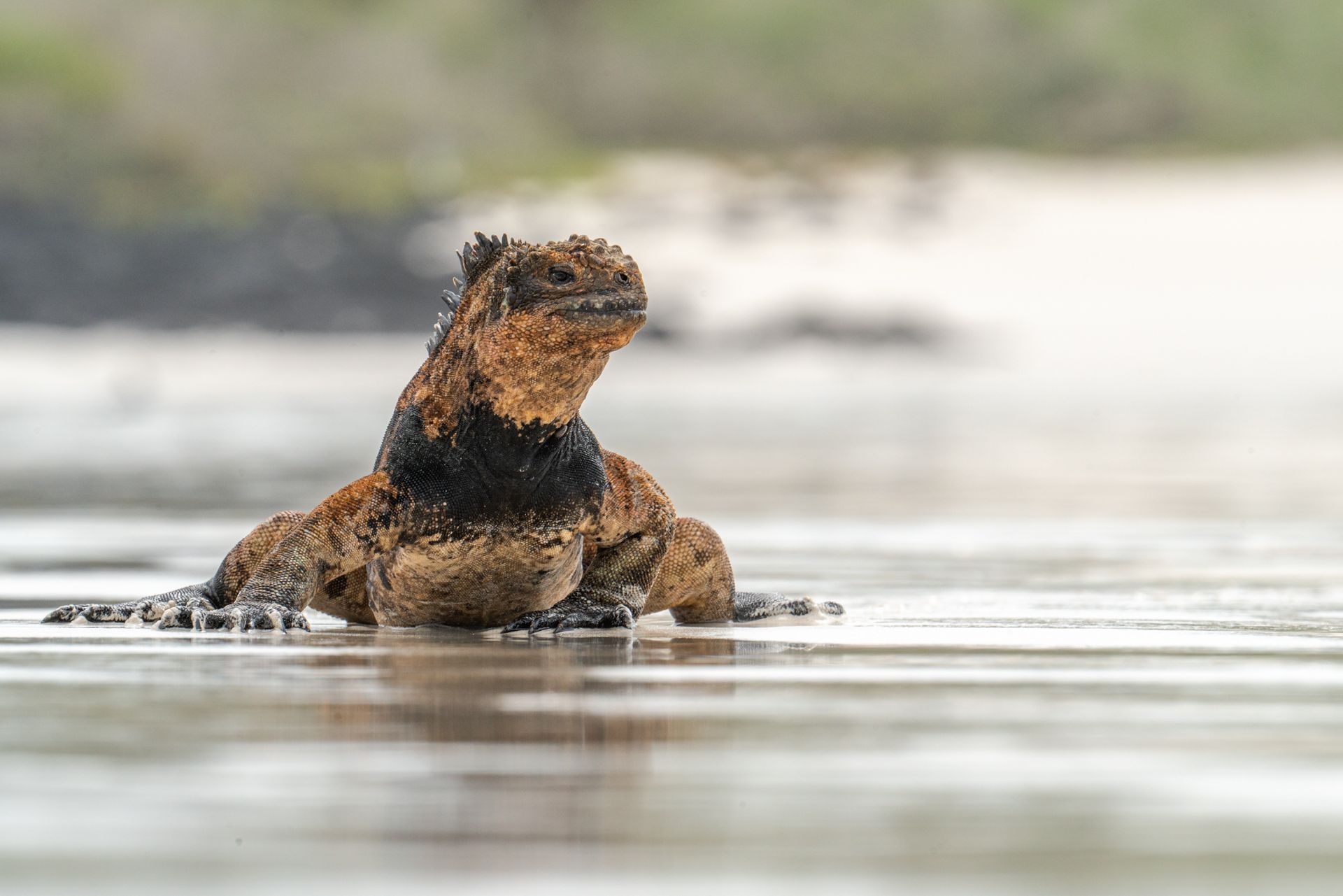 land iguana