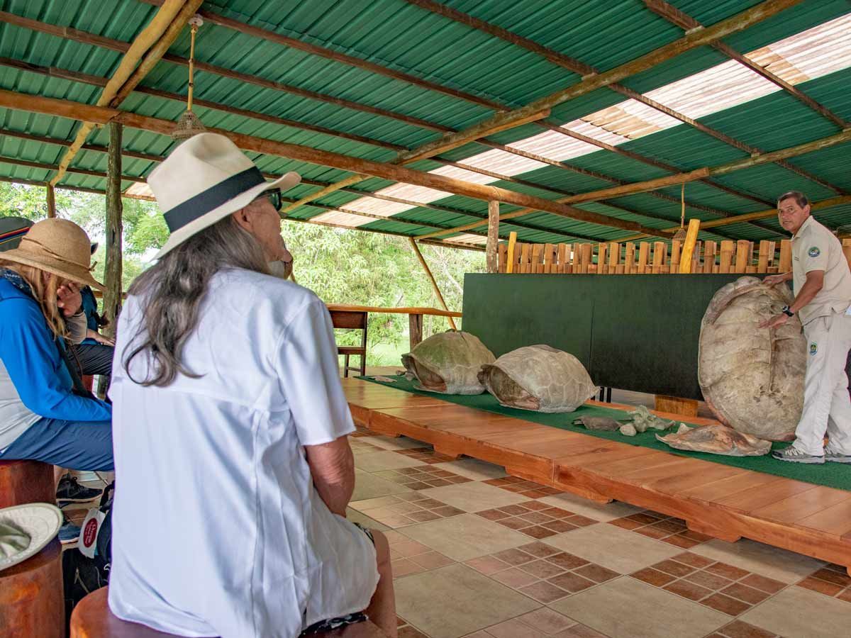 sea turtle shells