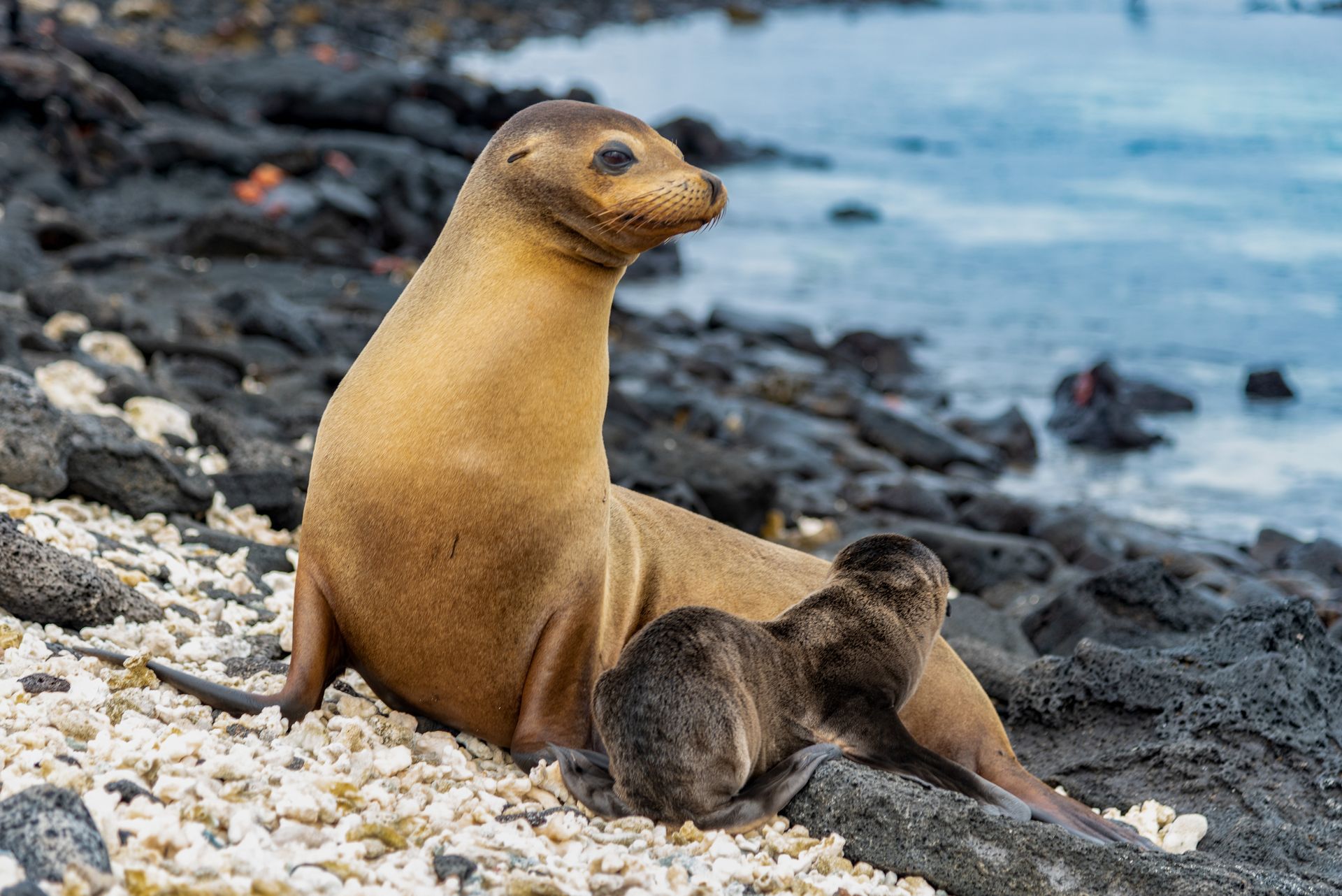 sea lion