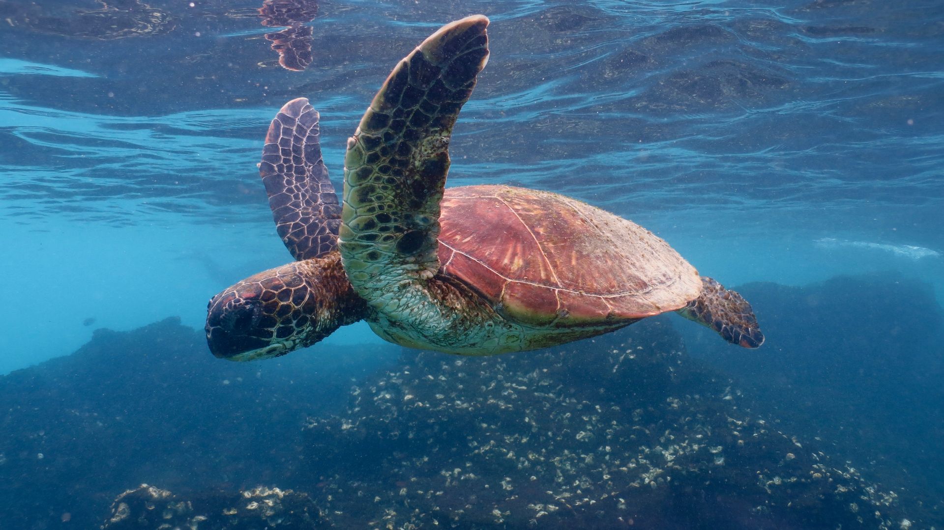 sea turtle swimming
