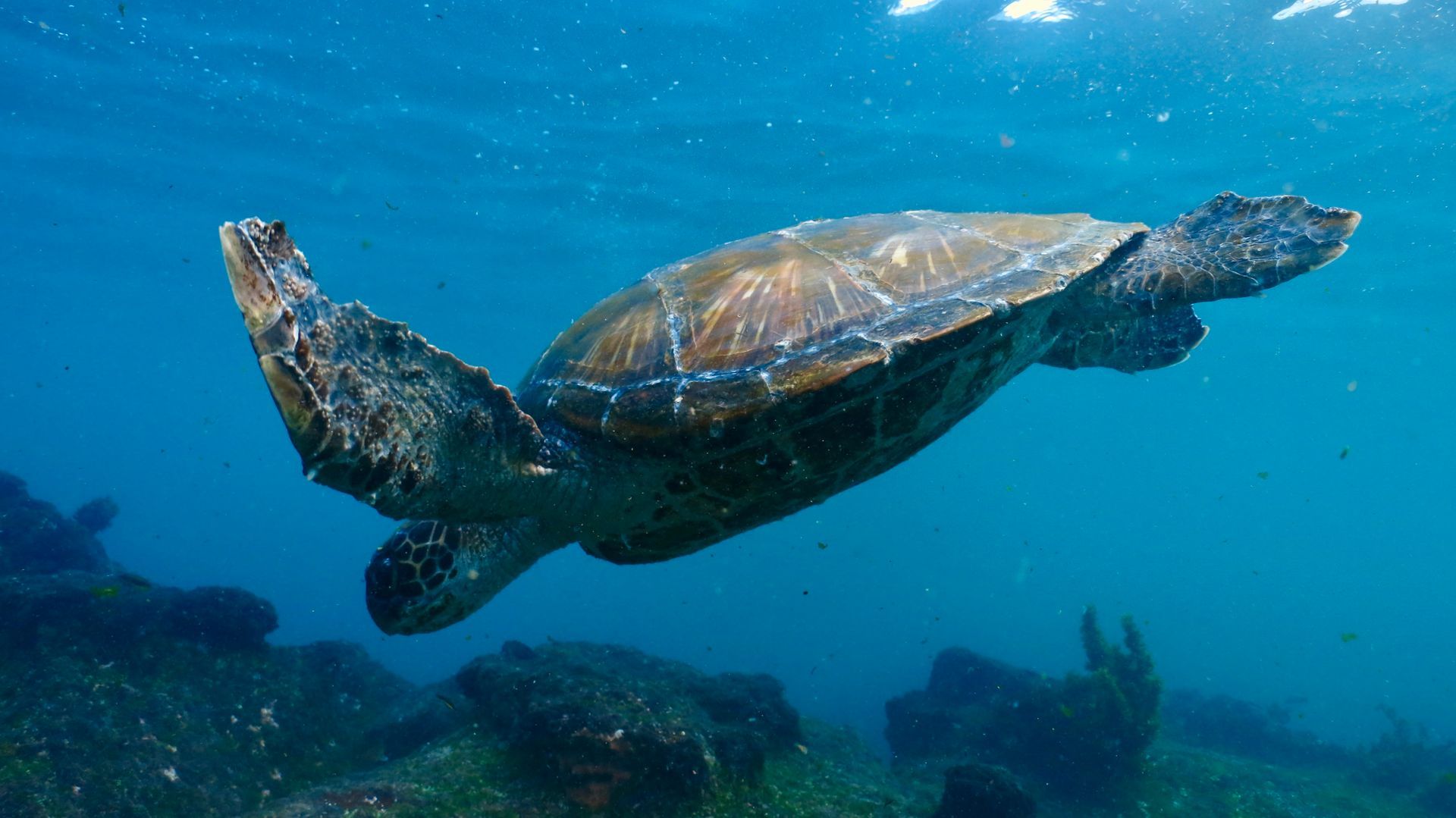 sea turtle