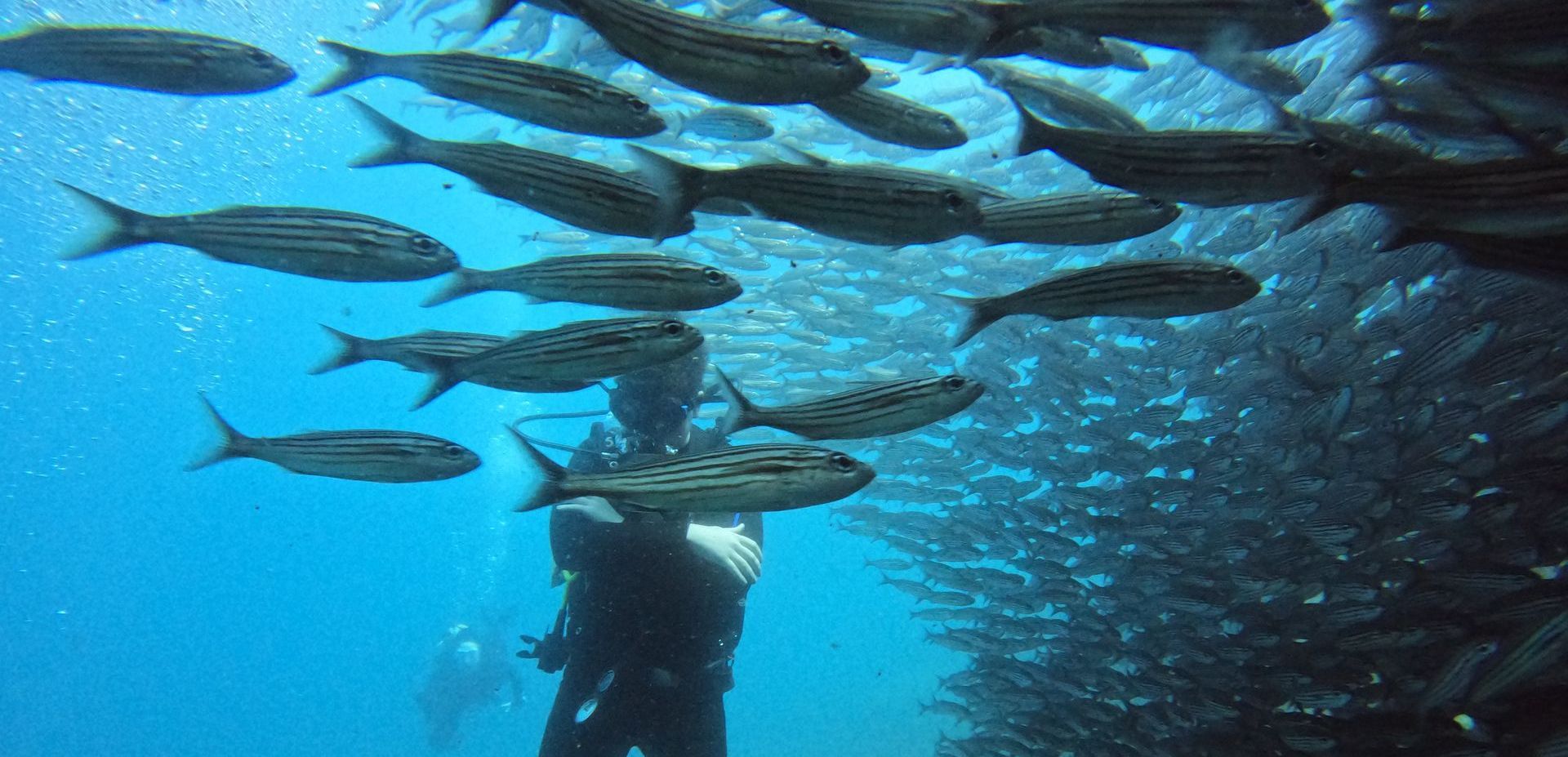 school of fish and scuba diver
