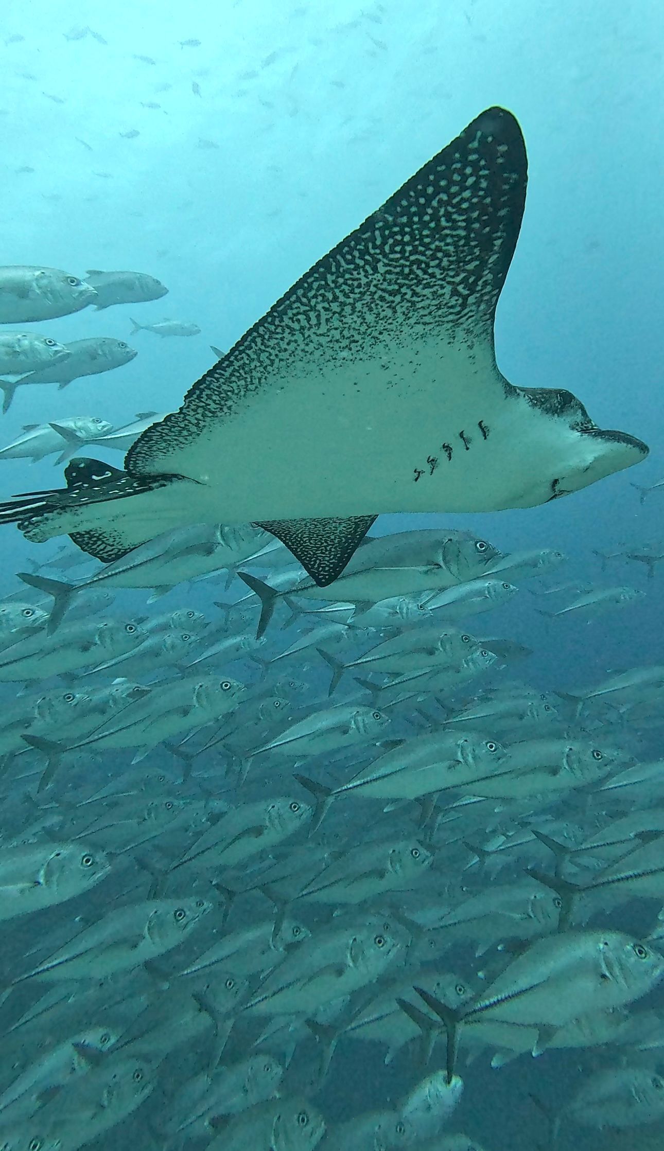 stingray with fish