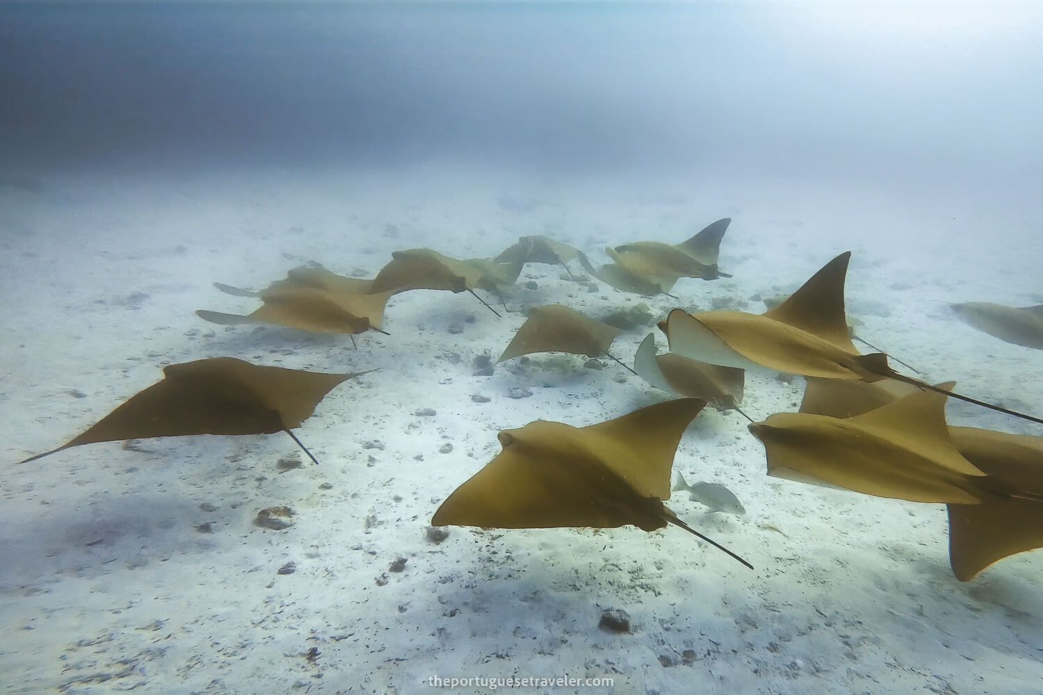 school of stingrays