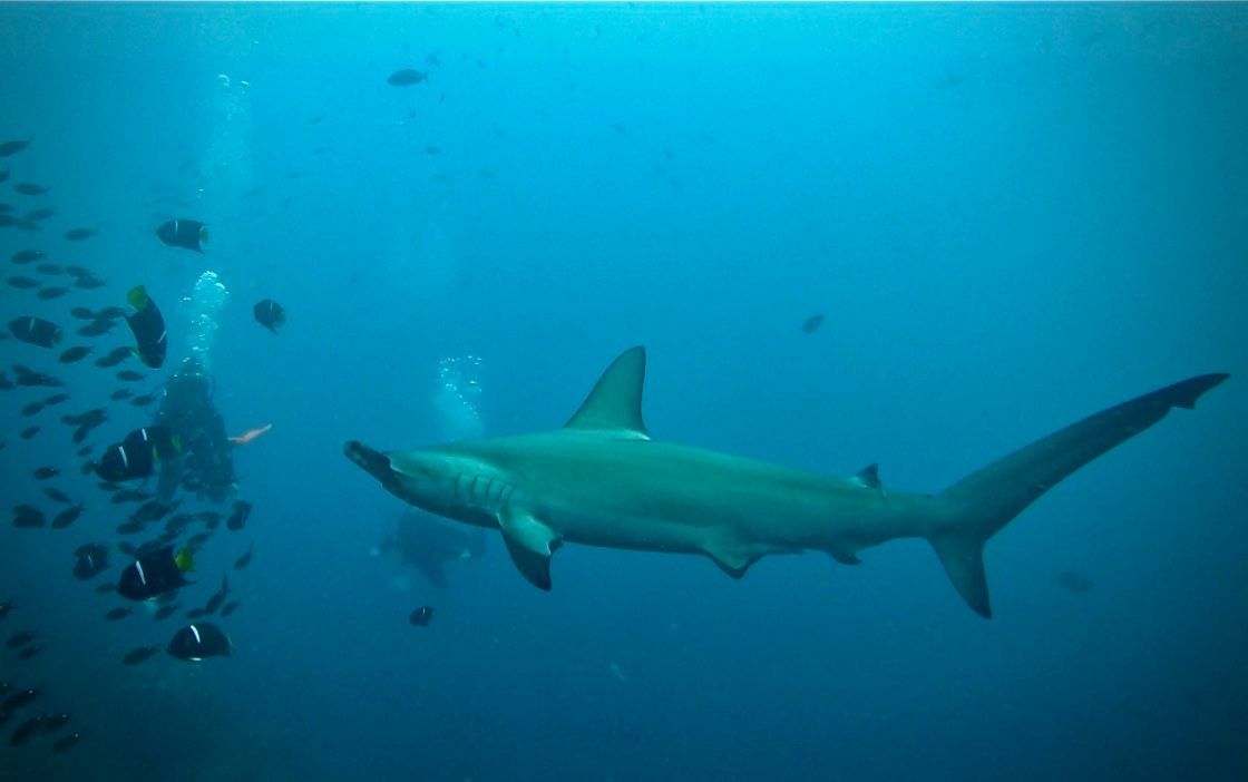 hammer head shark