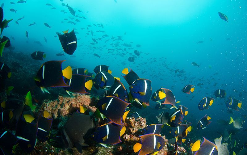 school of fish
