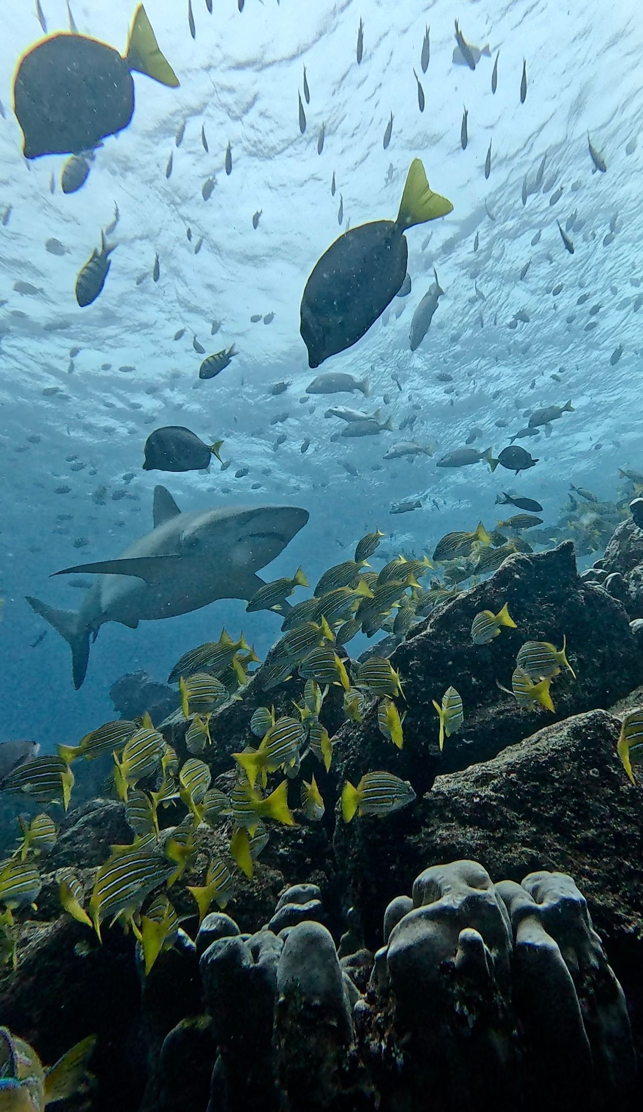 shark and fish