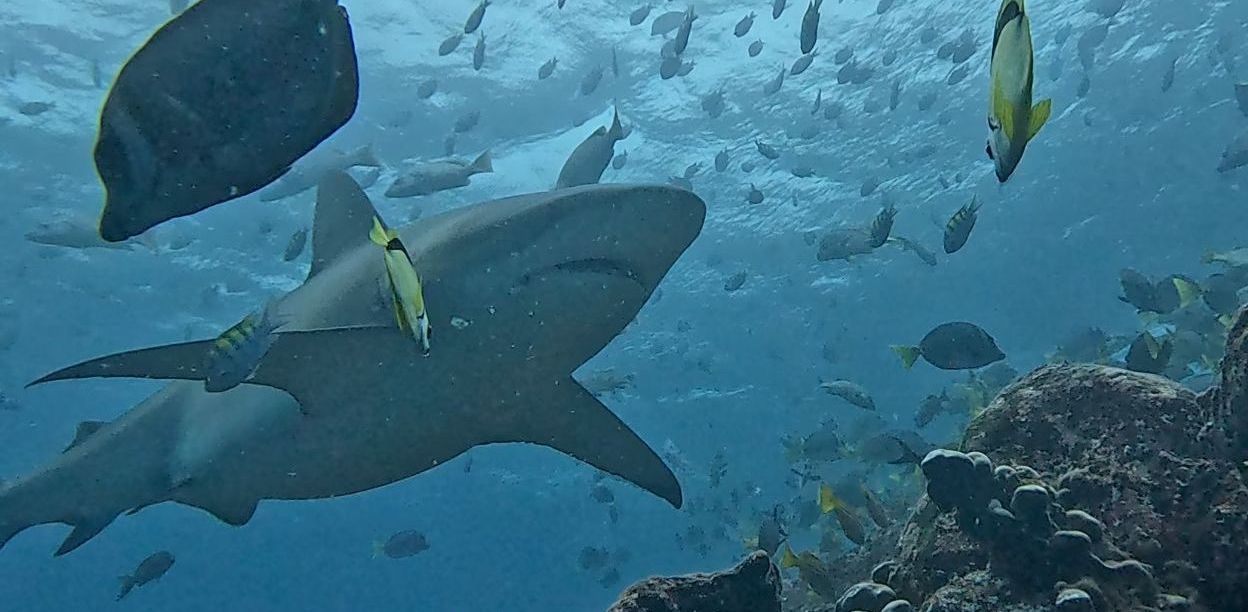 white shark