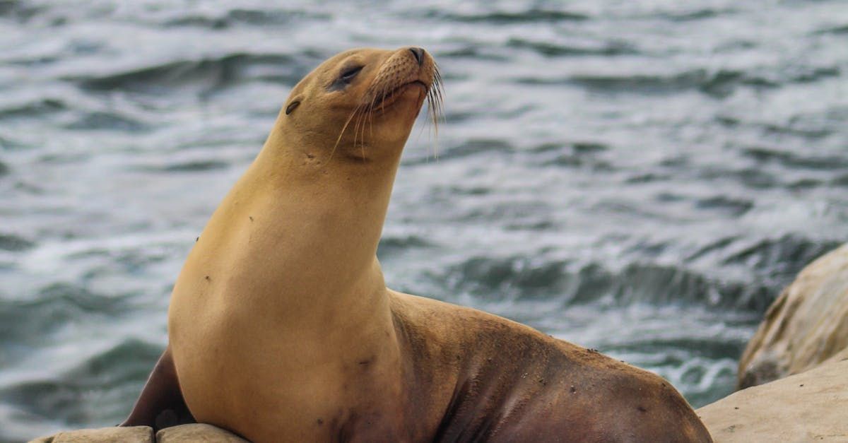 sea lion