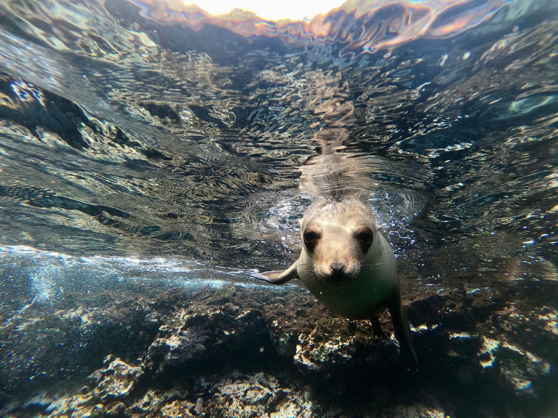 sea lion