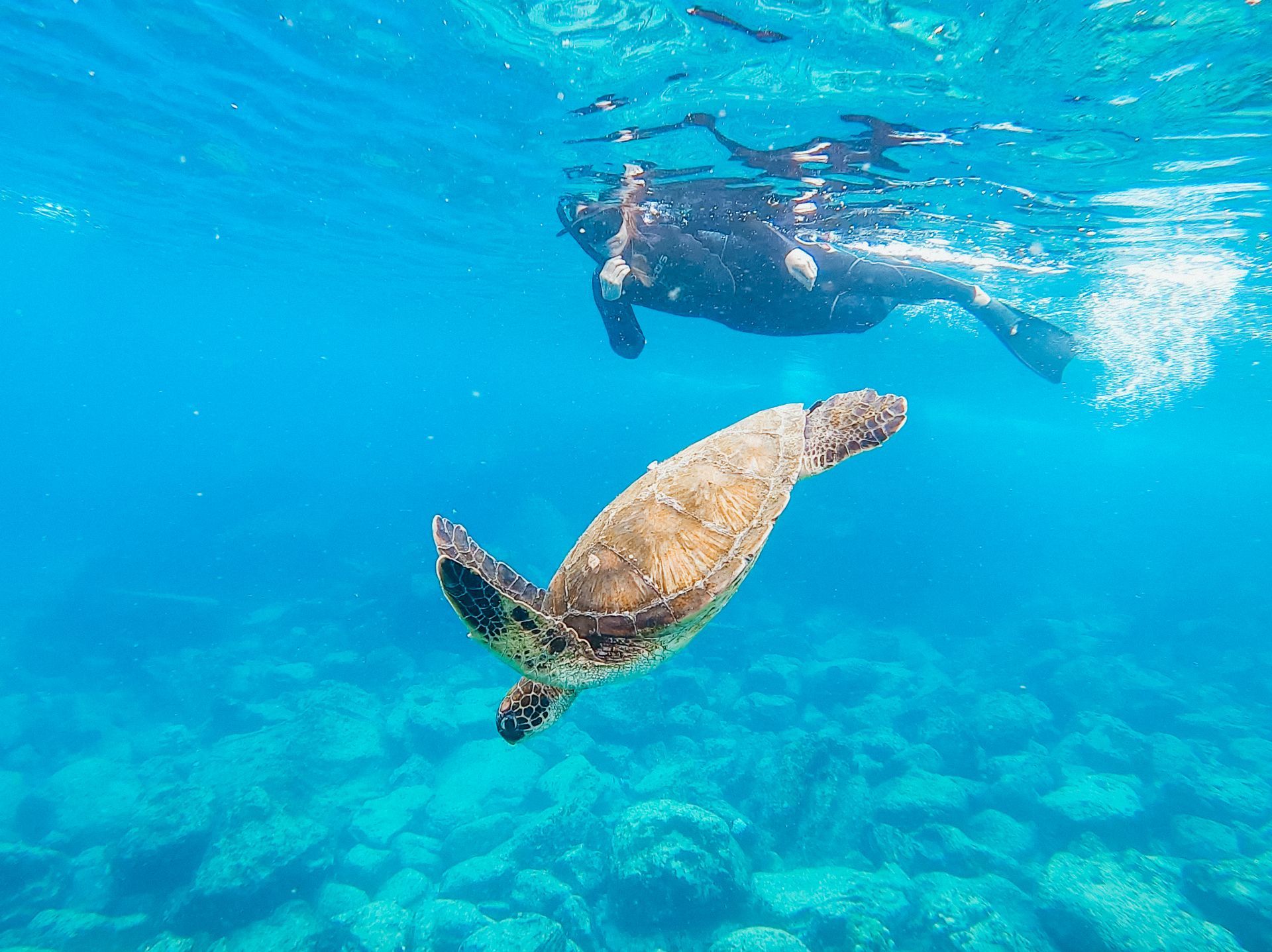 sea turtle and scuba diver