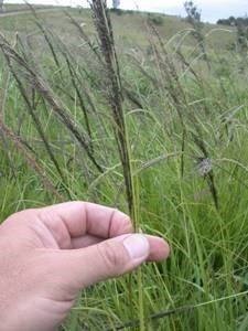 Fireweed