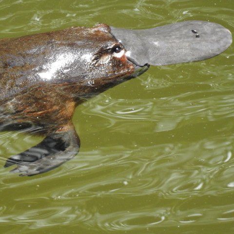 platypus