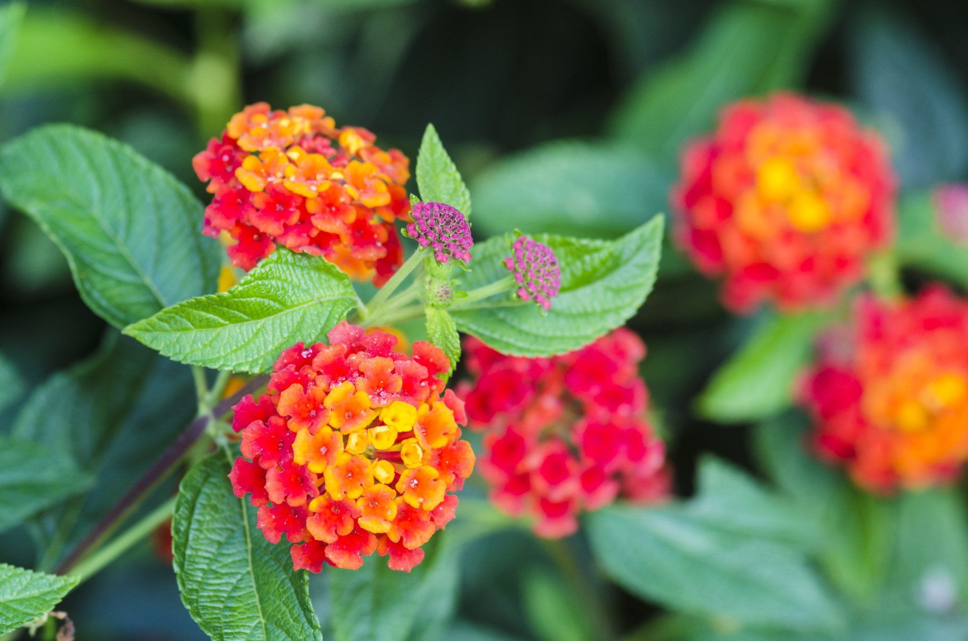 beautiful-flowers