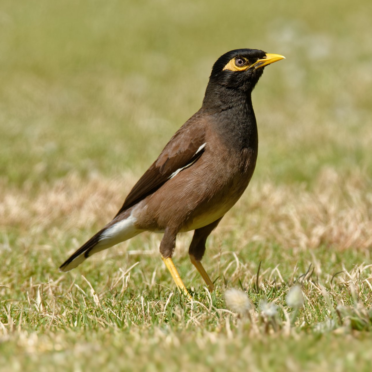 myna birds