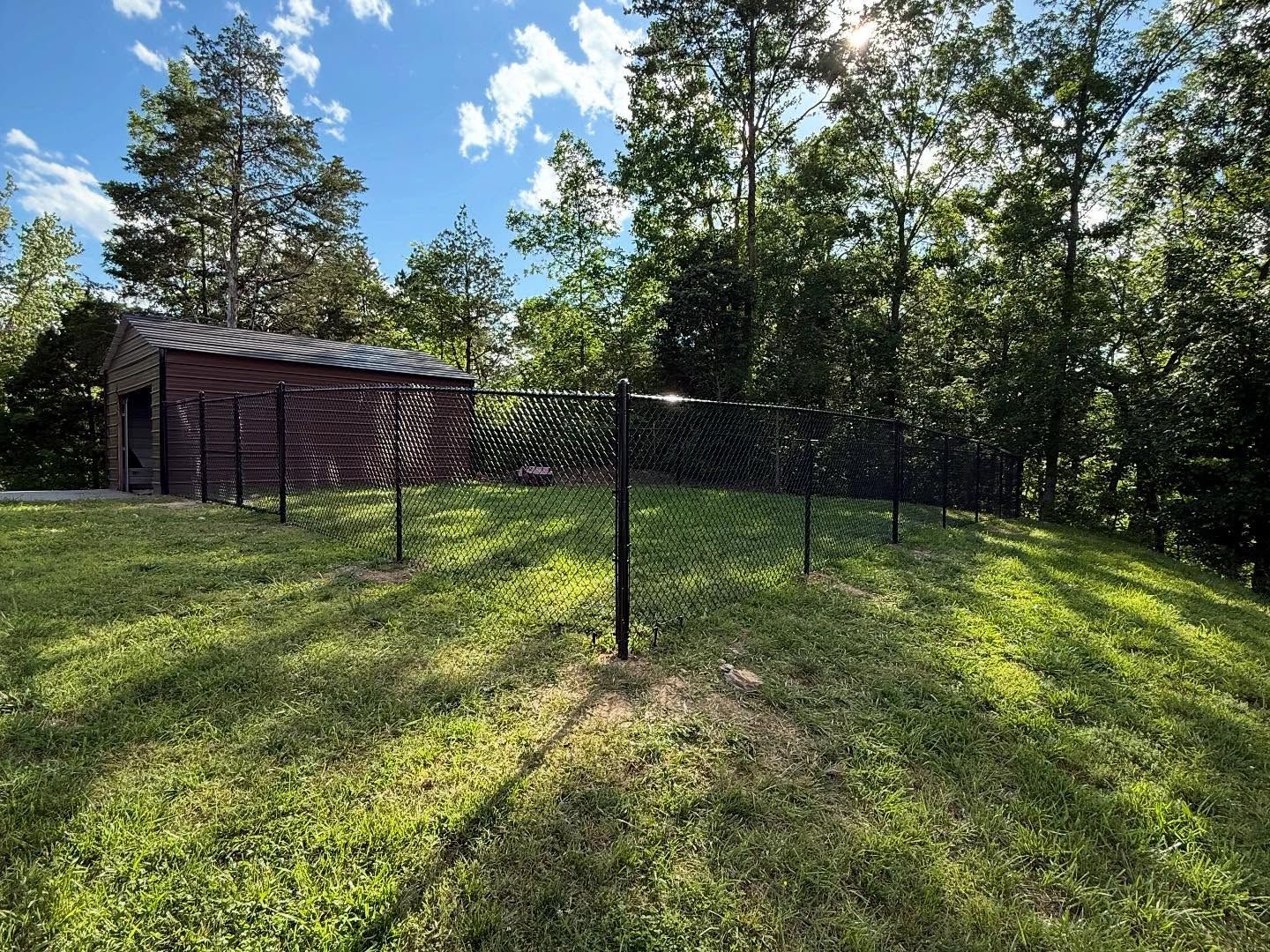 Chain-link fenced grassy yard with a small wooden shed and trees under a bright blue sky.