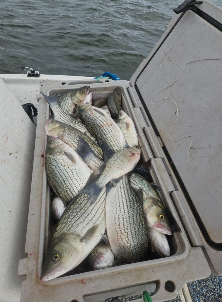 A cooler on a boat filled with several caught striped bass, resting on the deck with the open lid showing the haul.