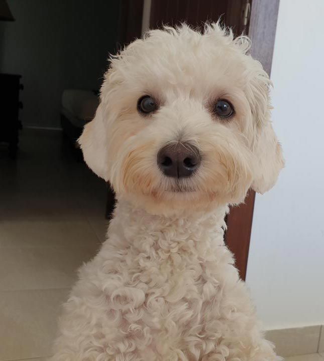 AEROPET SERVICES