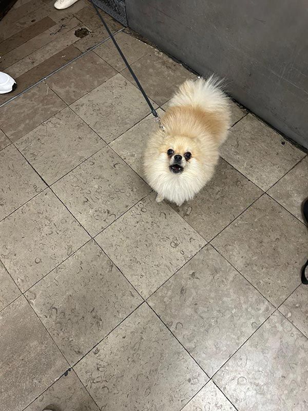 AEROPET SERVICES