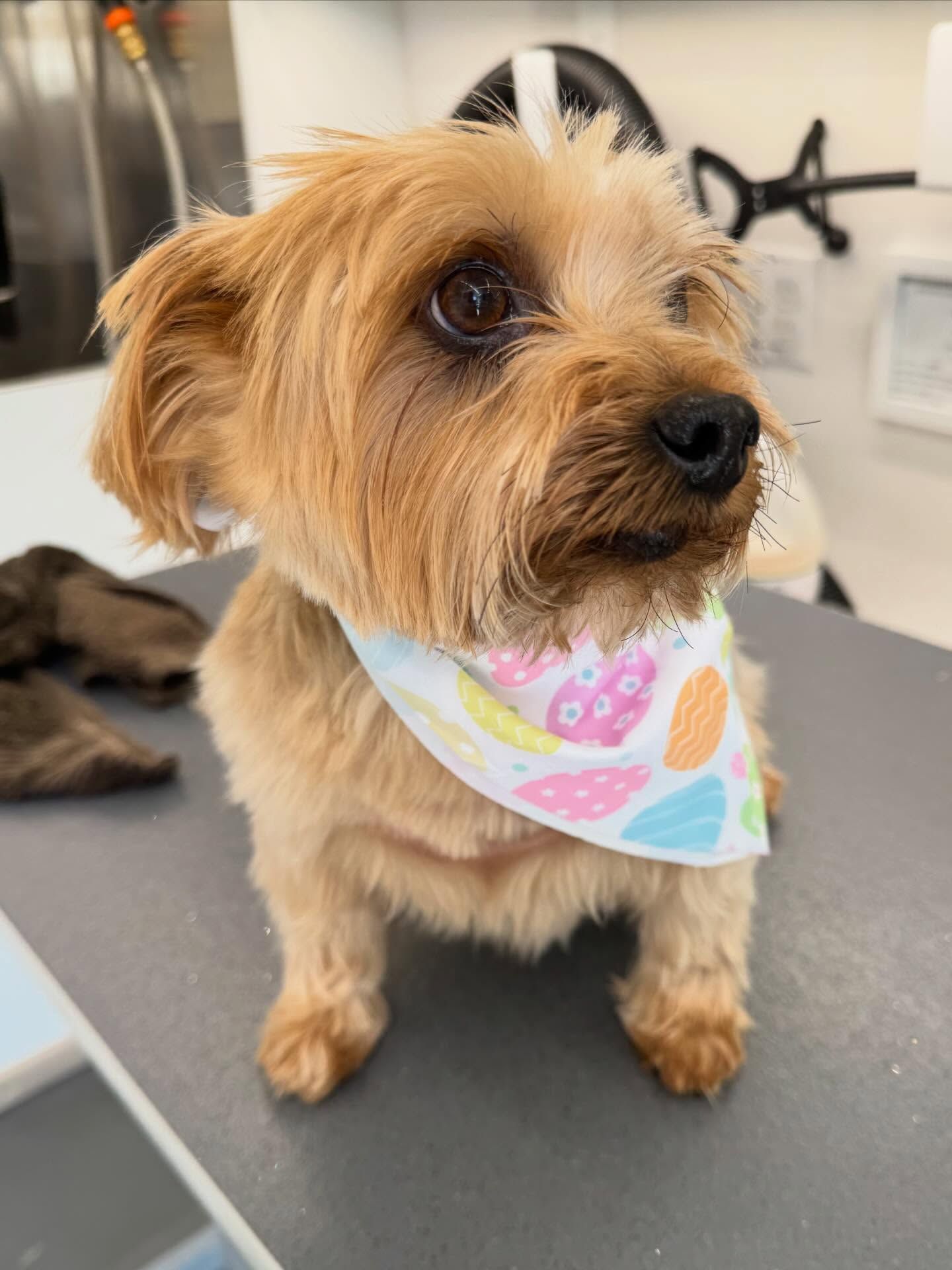 Small tan dog wearing a pastel bandana, standing on a grooming table and looking to the side.