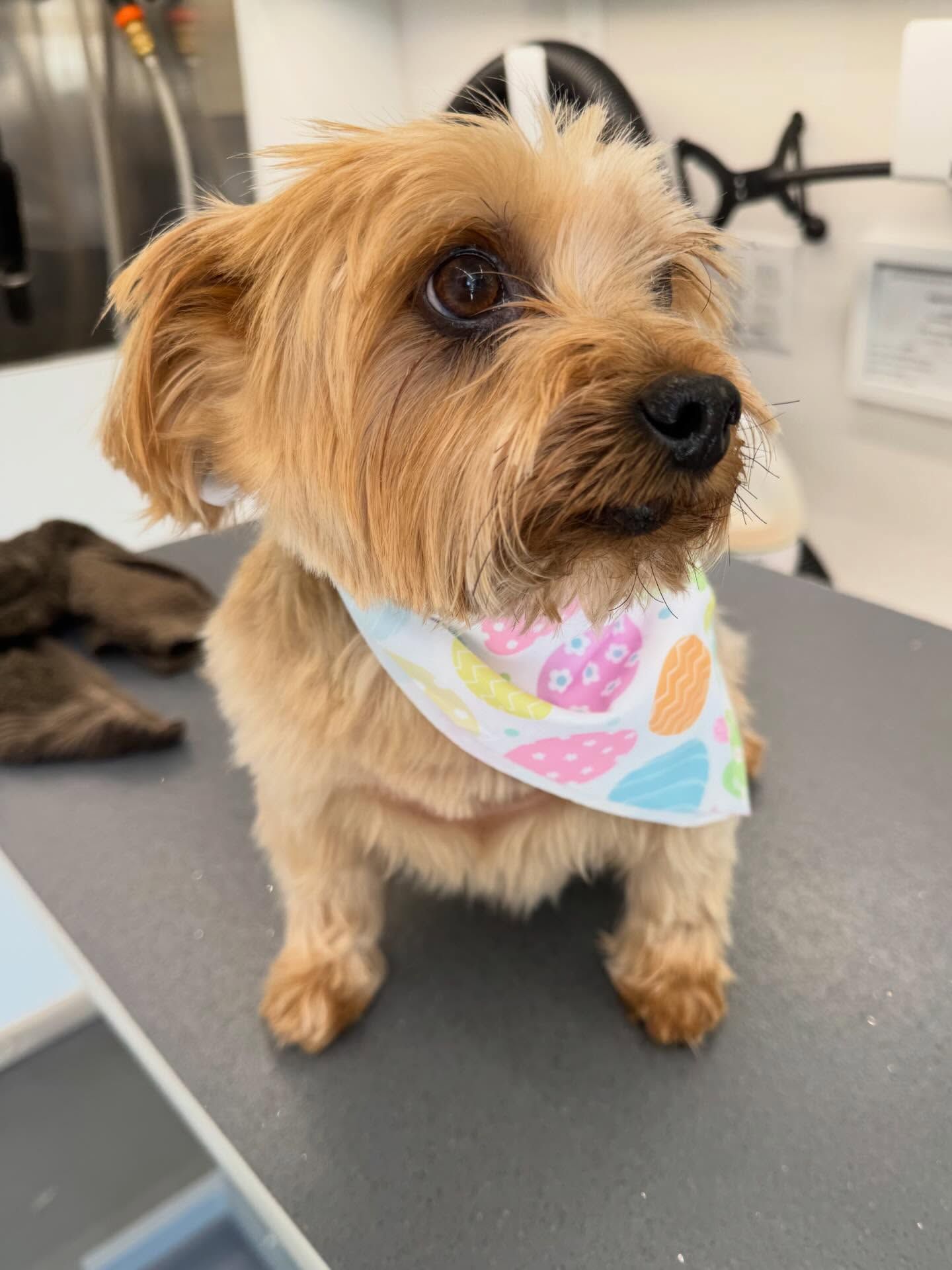 Small tan dog wearing a pastel bandana on a grooming table, looking to the side.