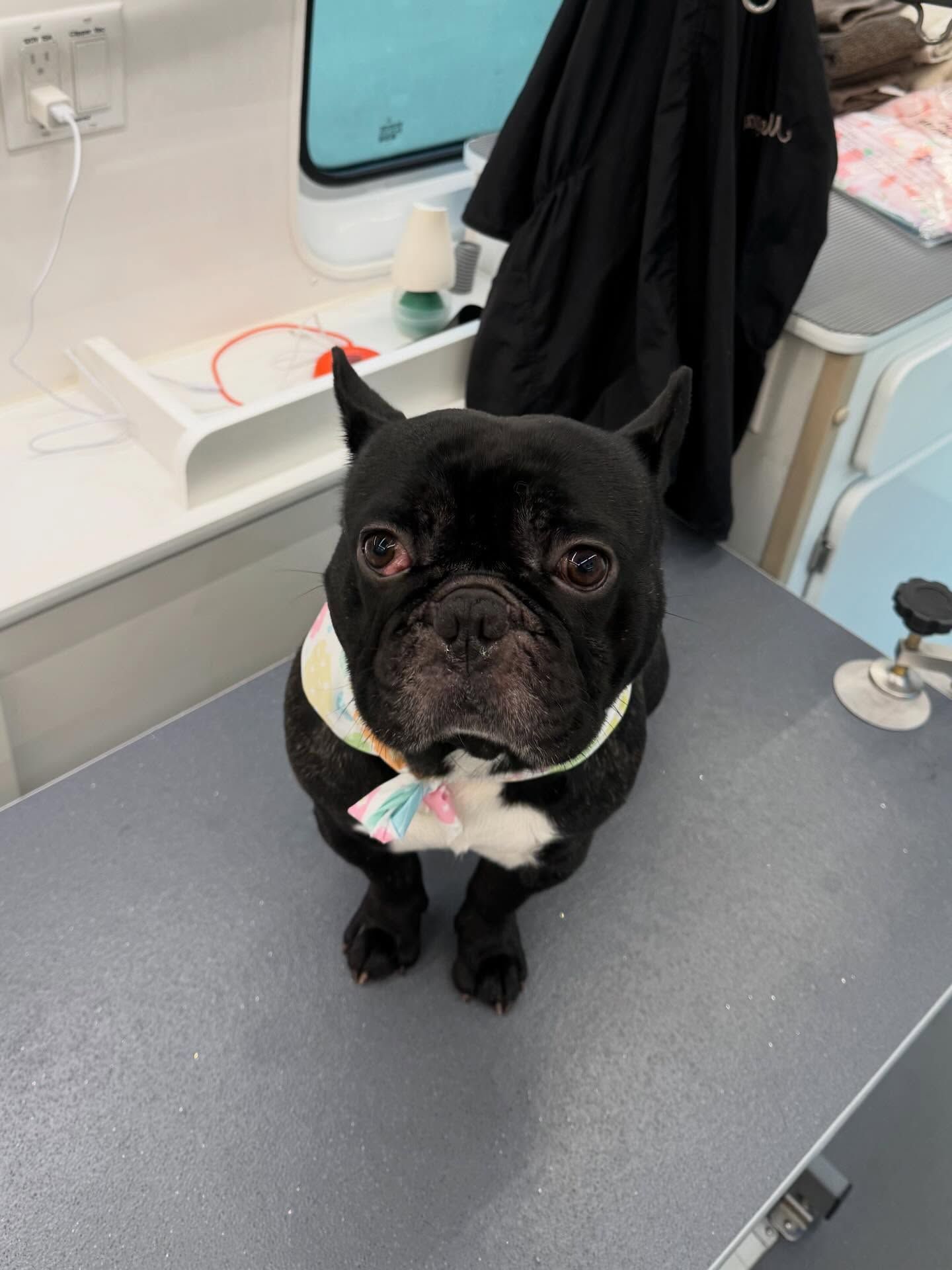 Black French bulldog sitting on a veterinary exam table, wearing a pastel bandana.