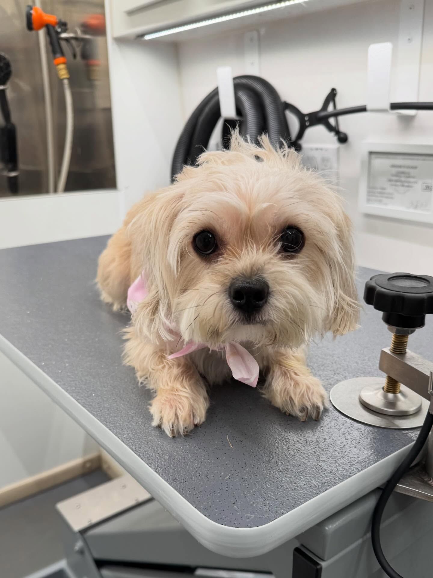 Small fluffy tan dog sitting on a veterinary exam table in a clinic