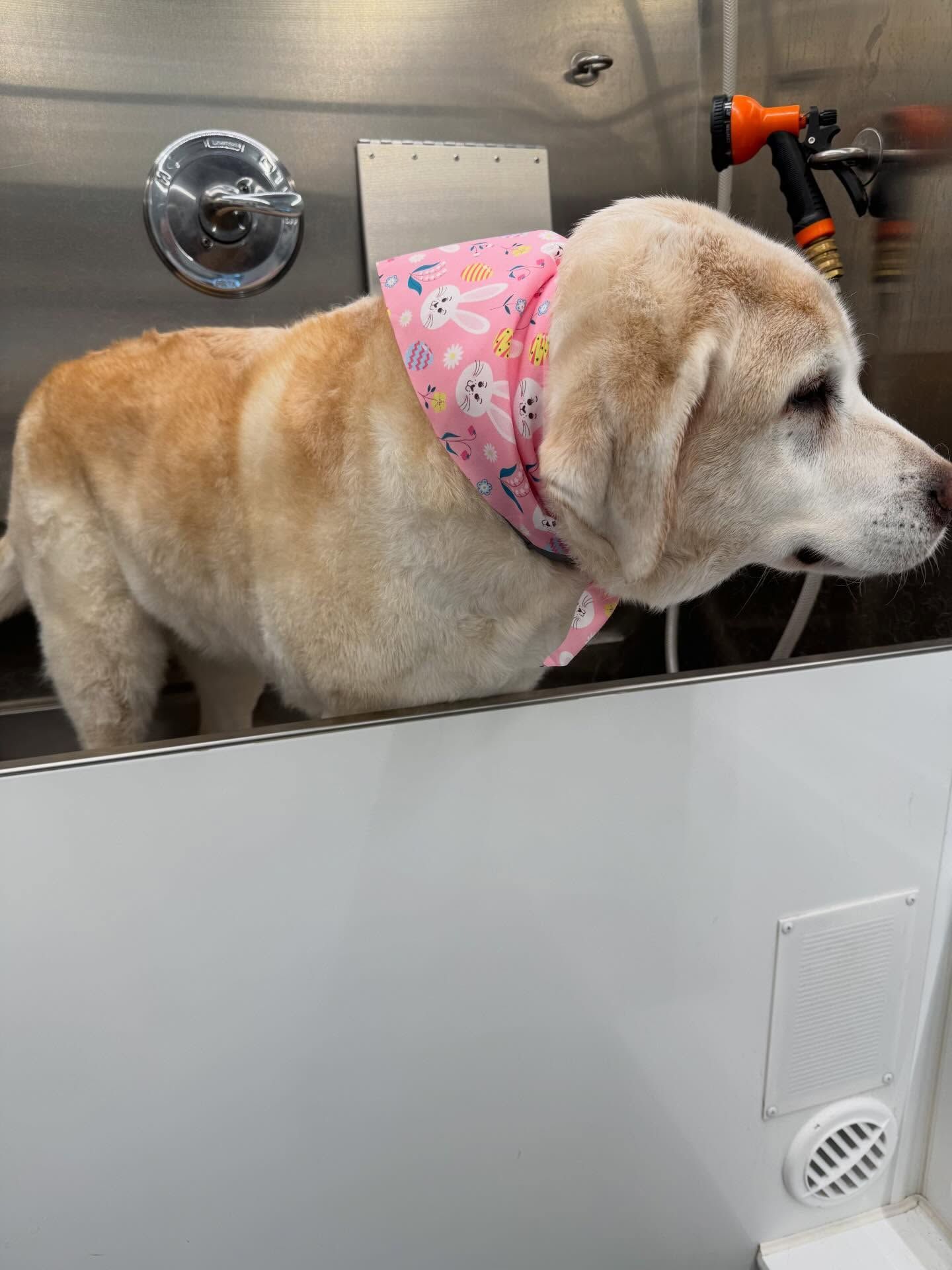 Golden retriever wearing a pink bandana in a metal grooming tub