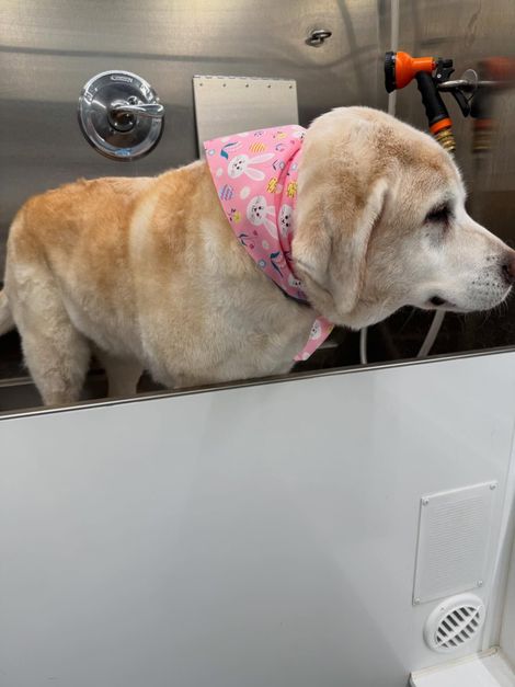 Small dog in a pink bandana standing in a stainless-steel grooming sink