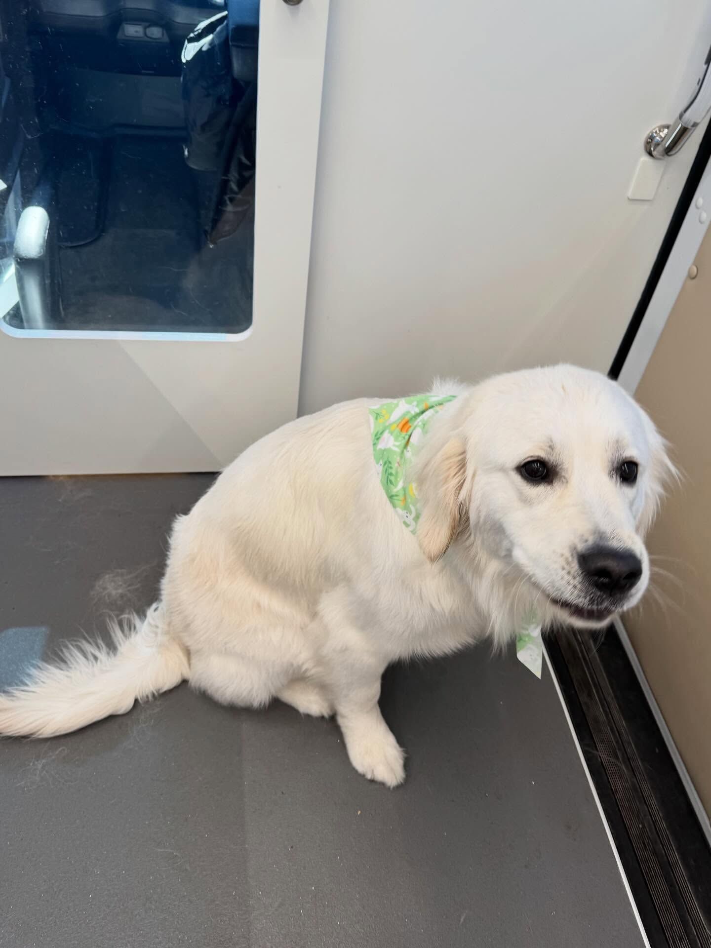 White dog sitting on a train floor near the door, wearing a green patterned bandana