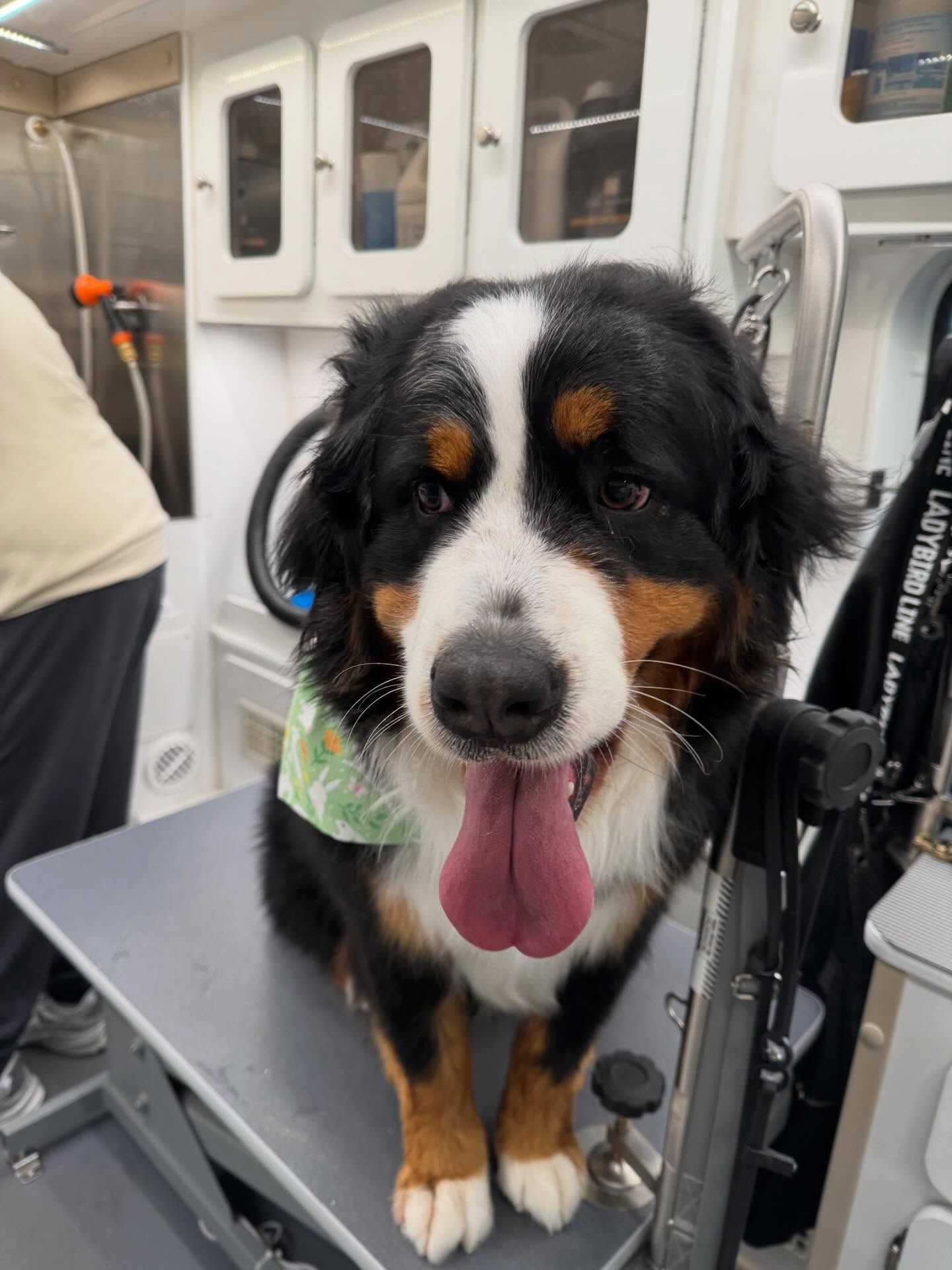 Black-and-white dog with tan markings, tongue out, sitting on a grooming table in a van interior
