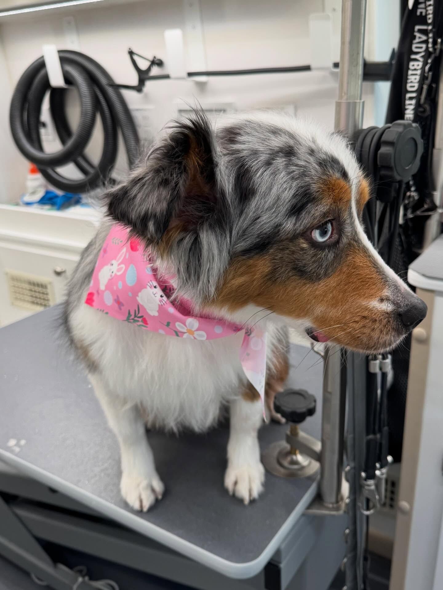 Small dog with pink bandana standing on a grooming table, looking right in a pet salon.