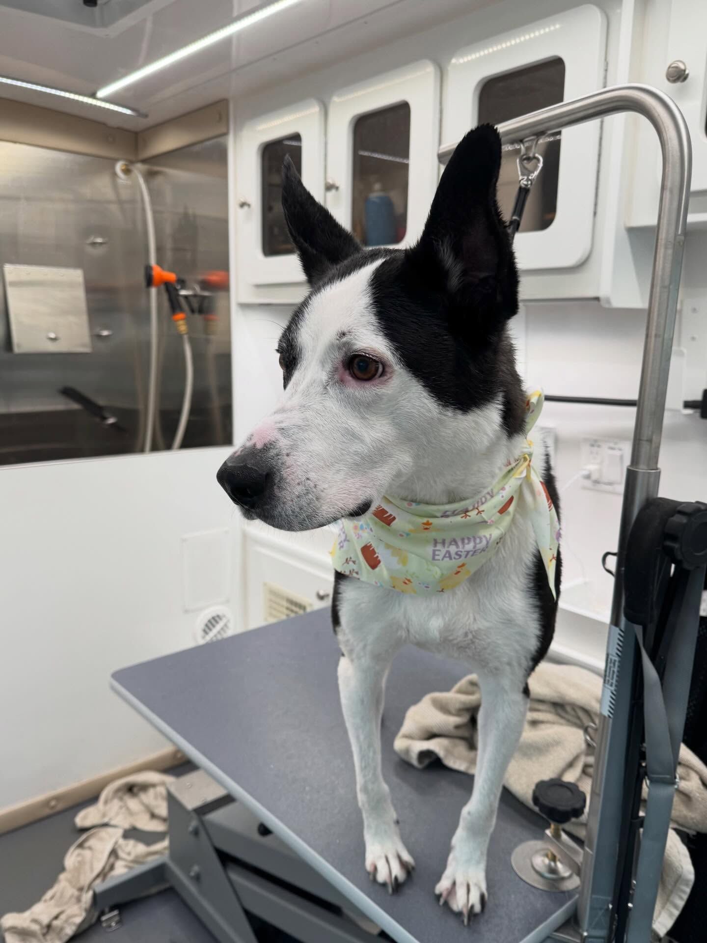 Black-and-white dog standing on a grooming table in a clean veterinary clinic
