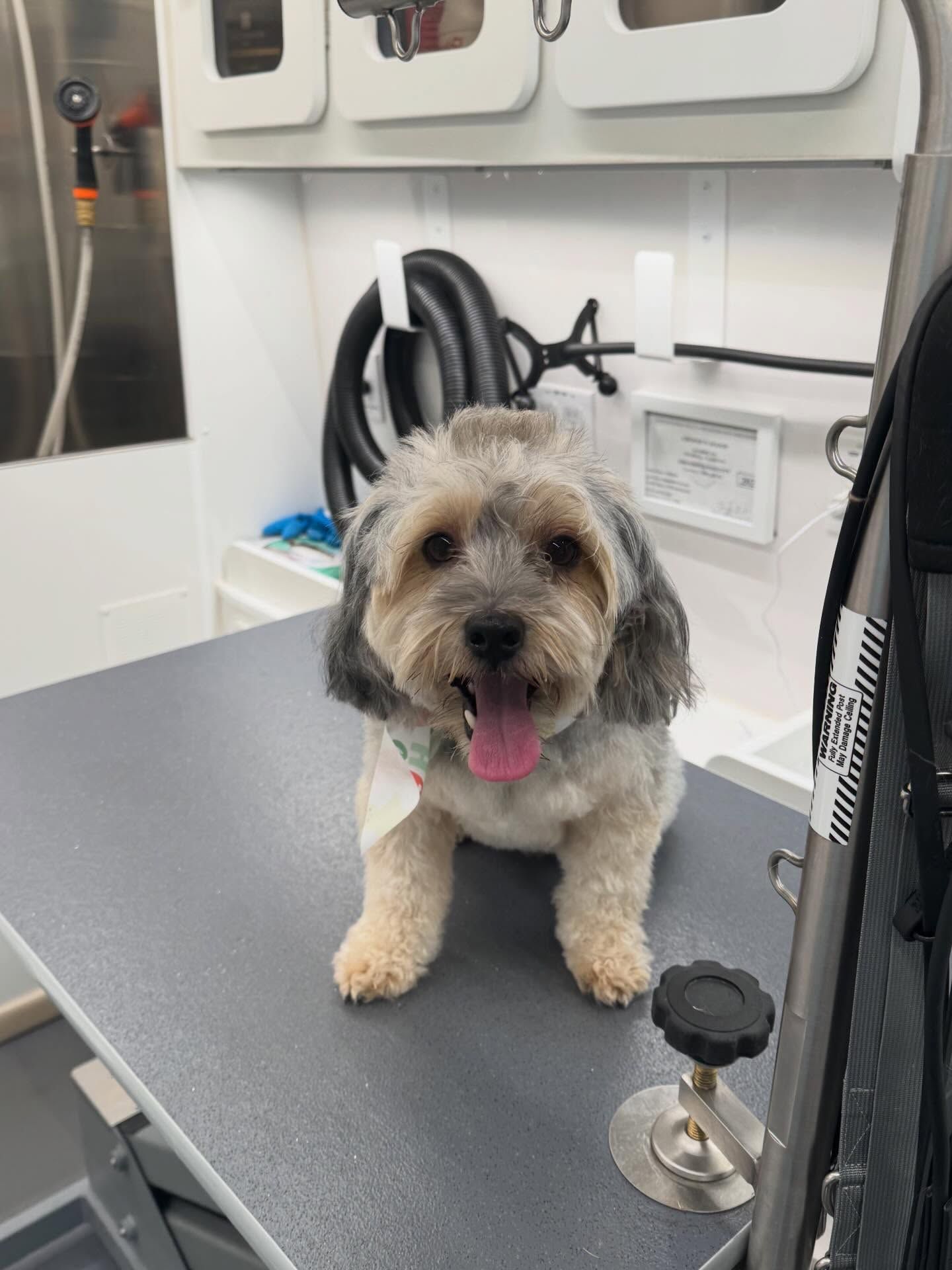 Small fluffy dog standing on a grooming table, panting in a pet salon.