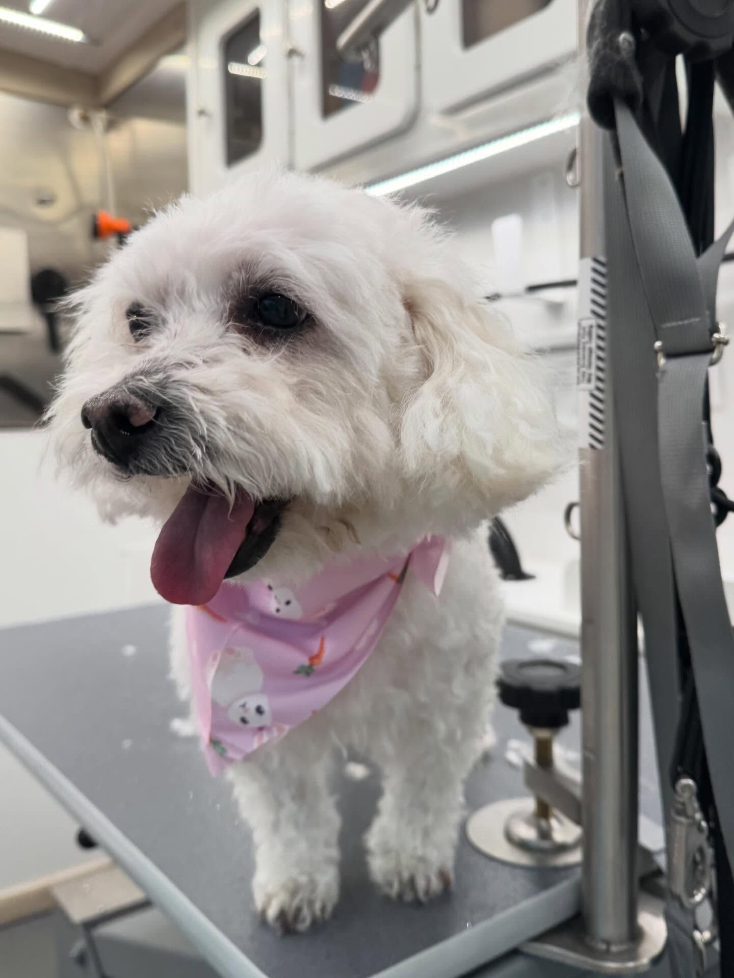 Small white dog wearing a pink bandana stands on a grooming table, panting in a salon.