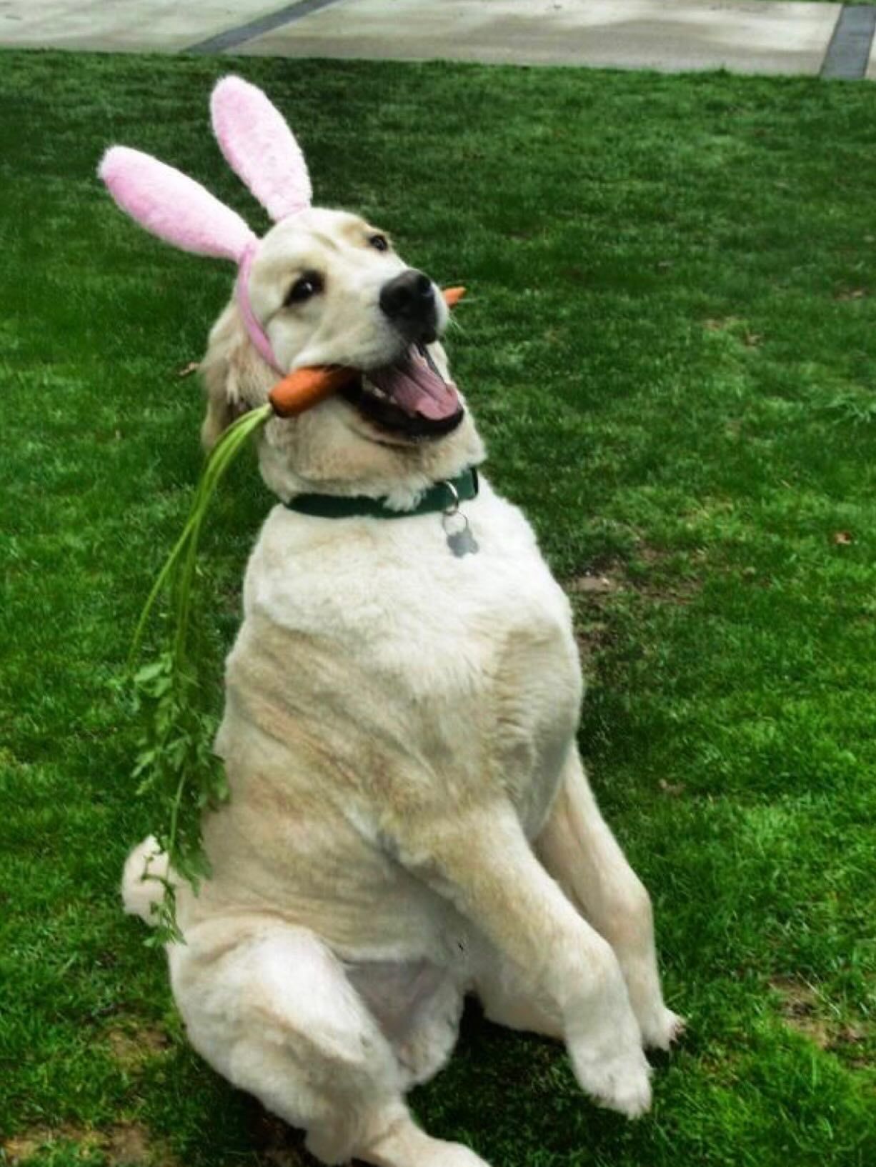 Dog wearing pink bunny ears sits on grass with its tongue out.