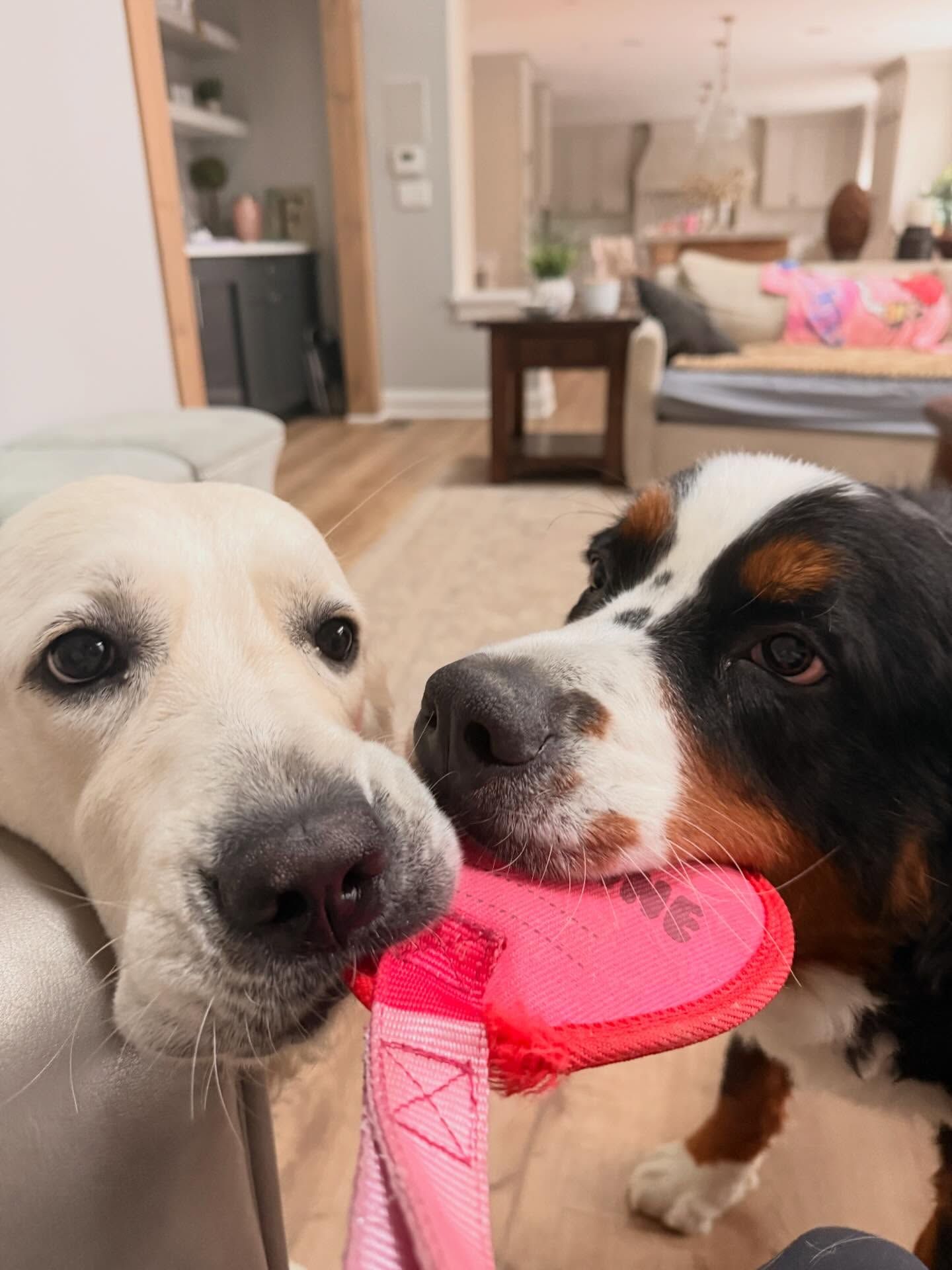 Two dogs tugging on a pink toy in a living room