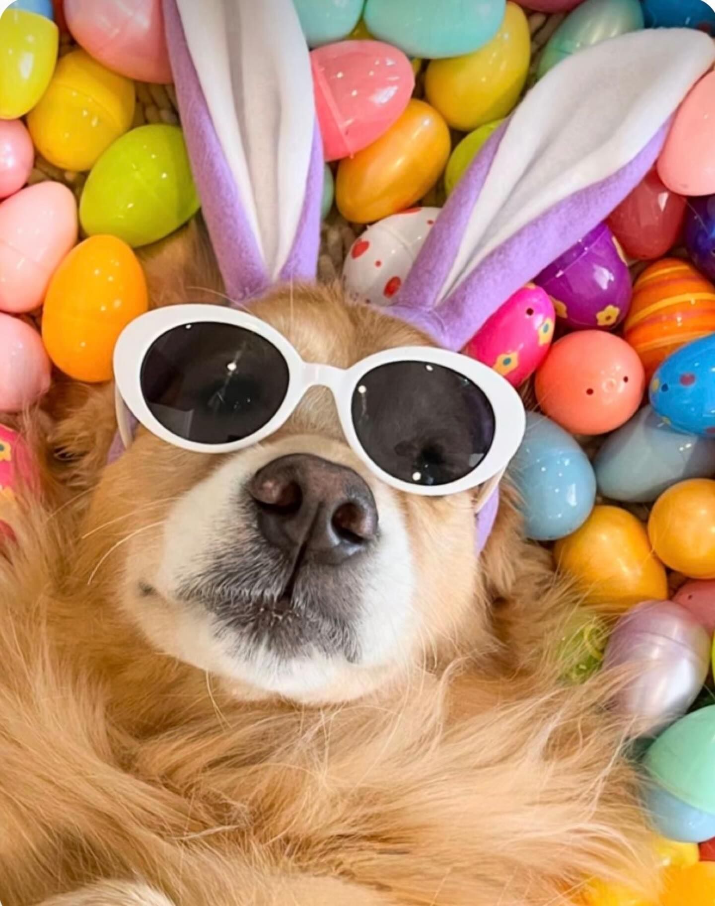 Dog wearing white bunny ears and sunglasses, lying in colorful Easter eggs