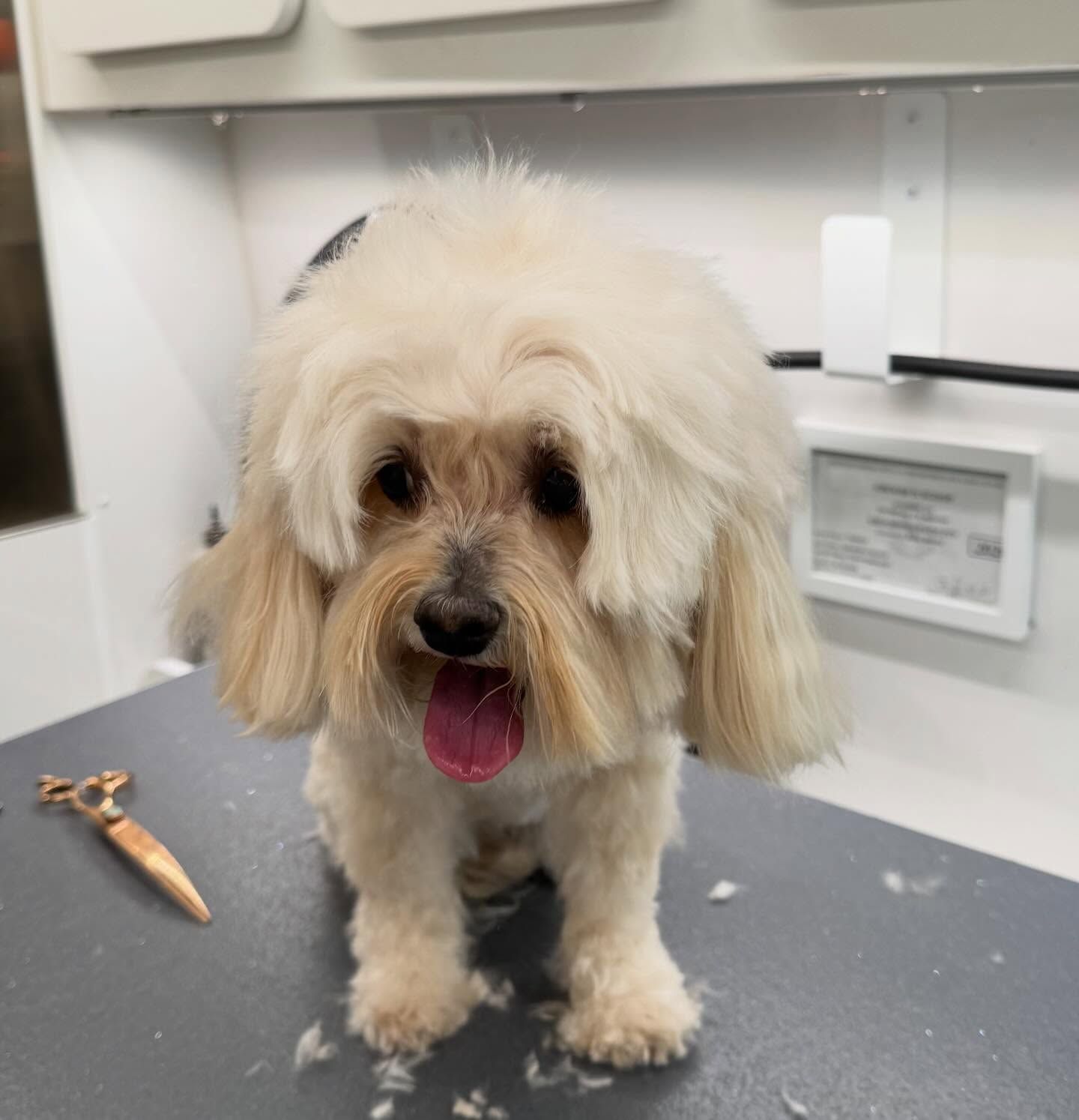 Small fluffy cream-colored dog standing on a grooming table with mouth open, in a pet salon.