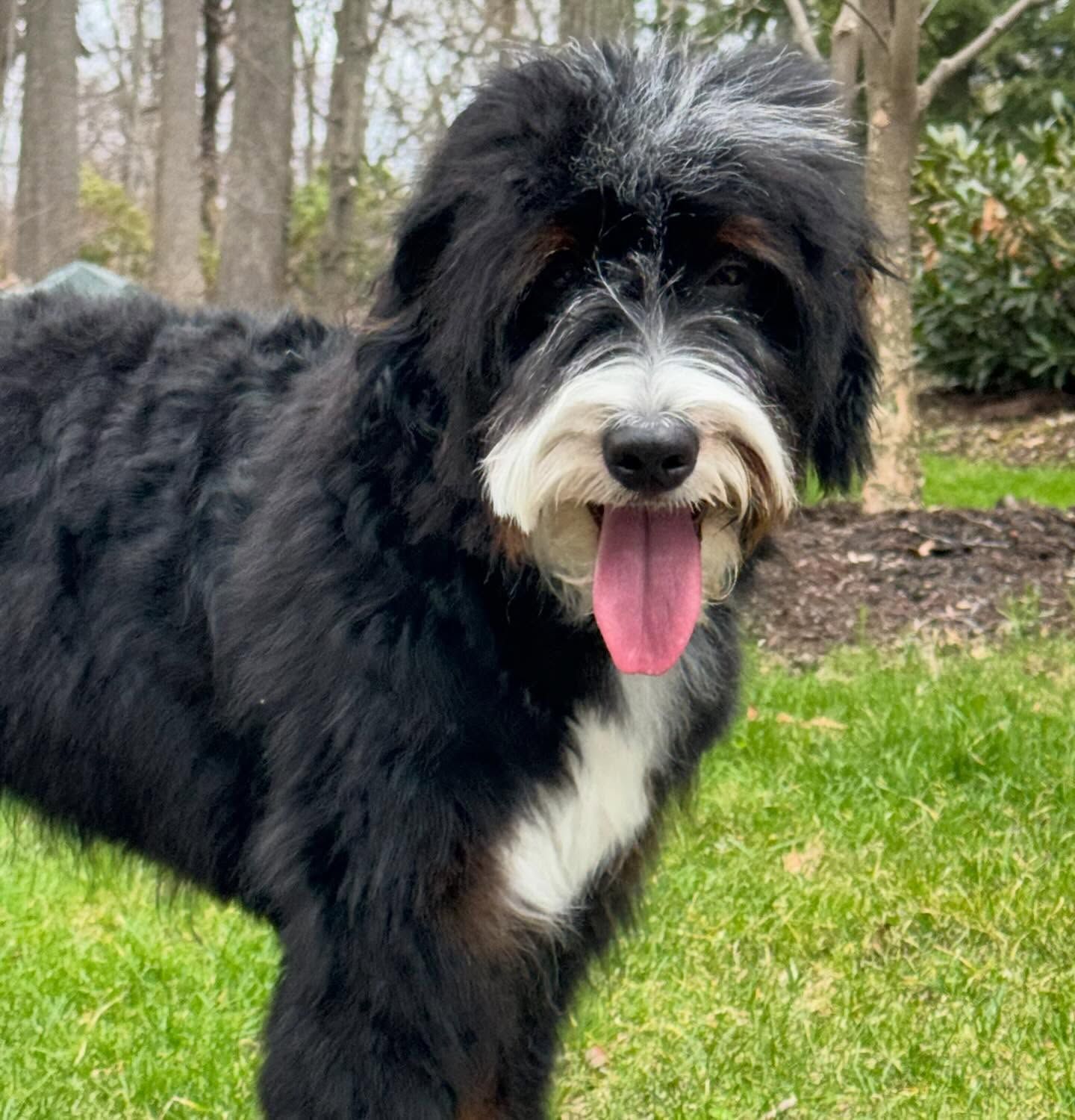 Black and white dog with shaggy fur and tongue out, standing on grass outdoors.