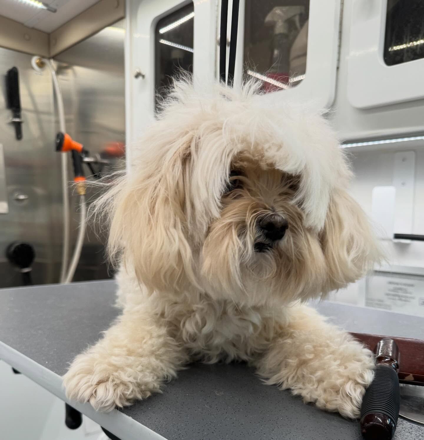 Small fluffy white dog resting on a grooming table in a stainless-steel pet salon