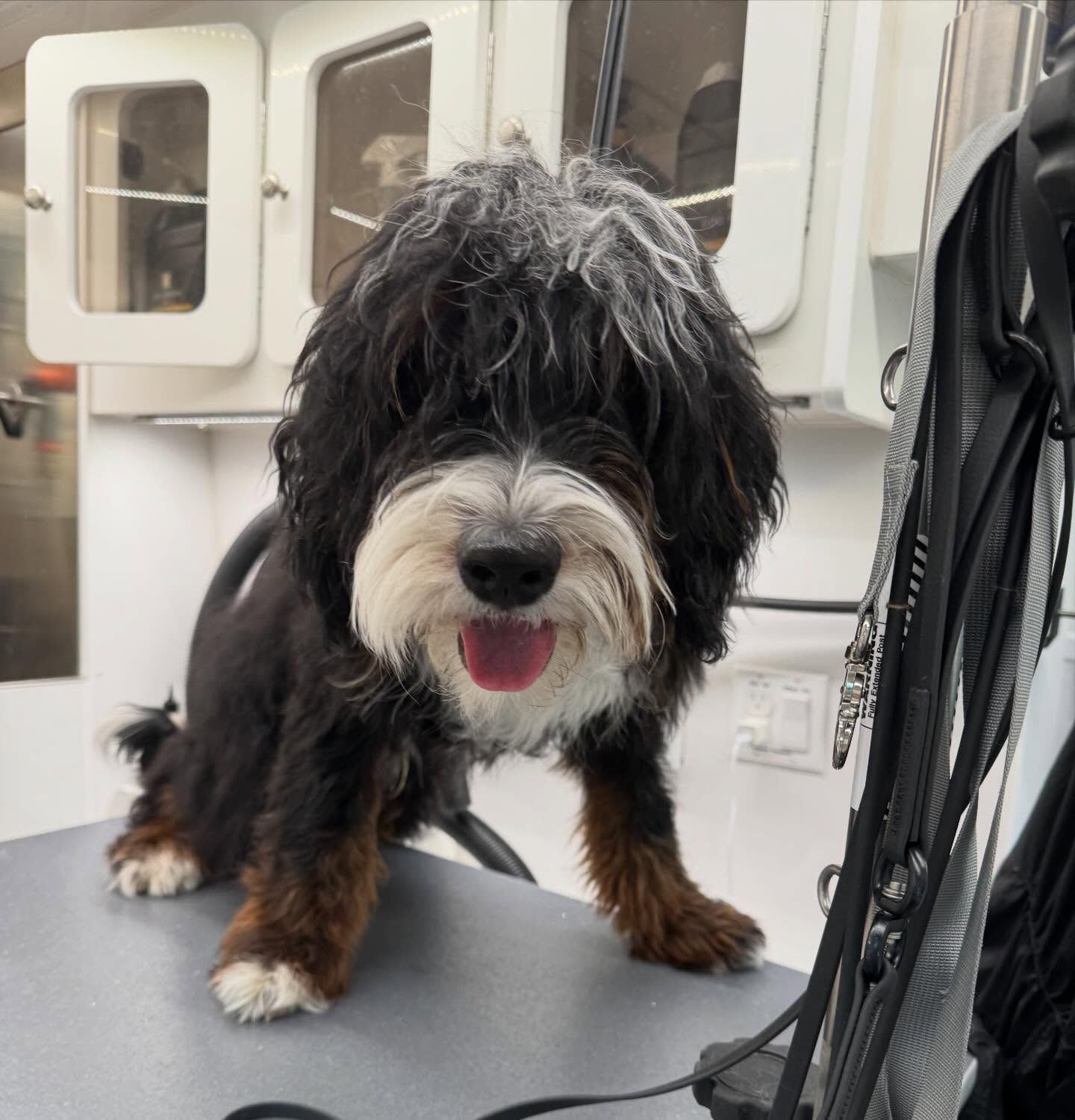 Small shaggy black-and-white dog standing on a grooming table with tongue out in a bright room