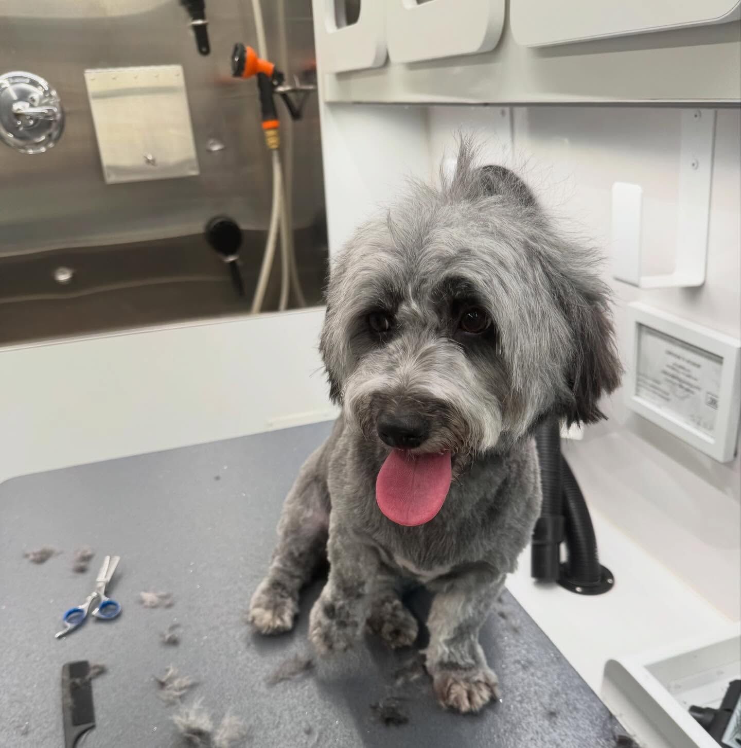 Gray dog sitting on a grooming table, tongue out, in a pet salon.