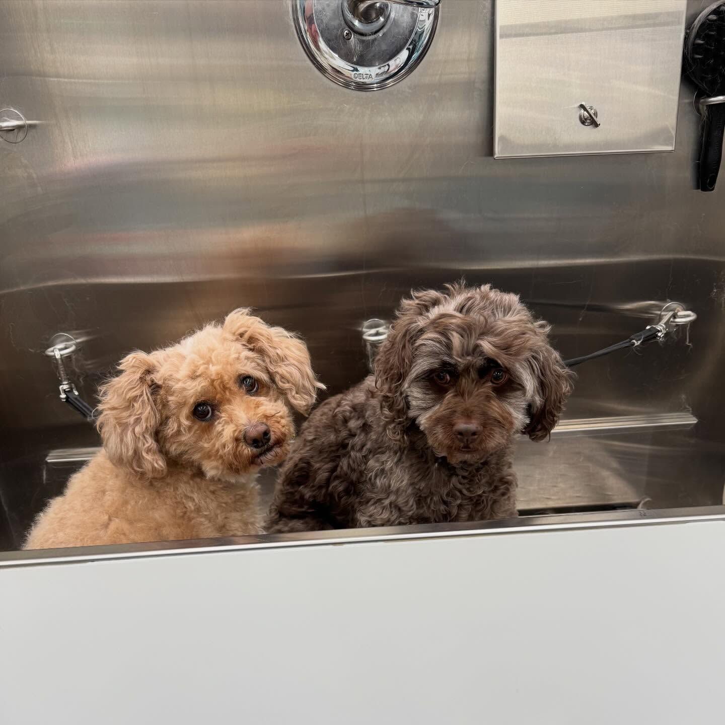 Two small curly-haired dogs peeking over a stainless-steel sink in a grooming tub