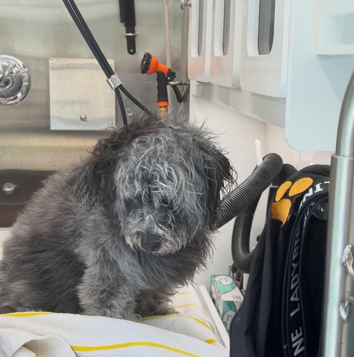 Small shaggy black dog sitting in a boat, next to gear and a hose.